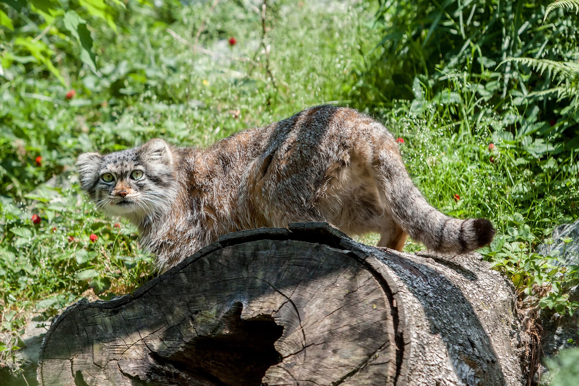 Felidae 10 Faszinierende Fakten Uber Katzen Aller Art Spektrum Der Wissenschaft