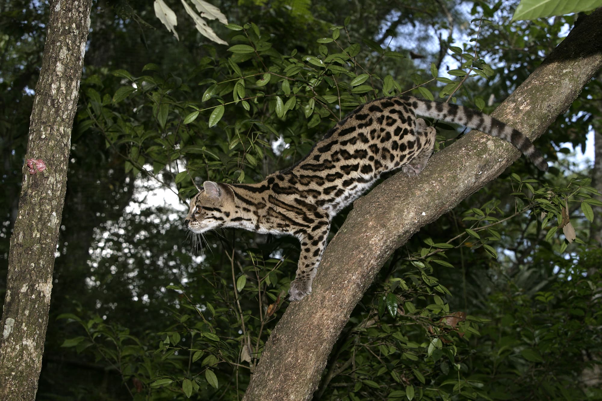Der Margay imitiert andere Tierarten Der Margay imitiert andere Tierarten
