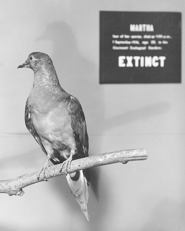 Martha, die letzte Wandertaube Martha, die letzte Wandertaube