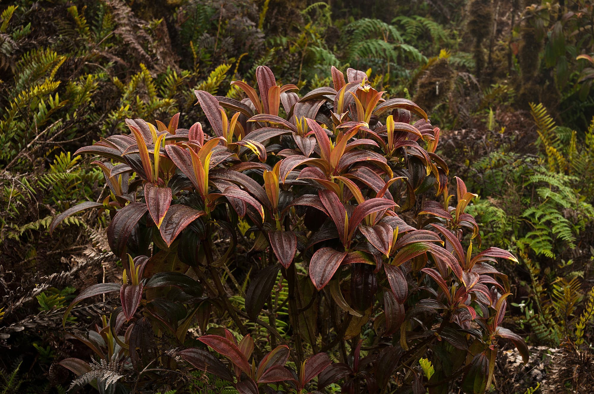 Miconia-Strauch Miconia-Strauch