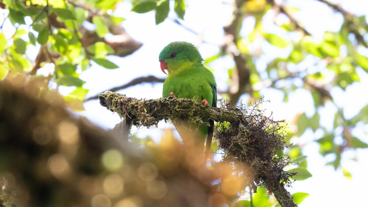 Verschollene Arten: Dieser Vogel wurde nur zweimal