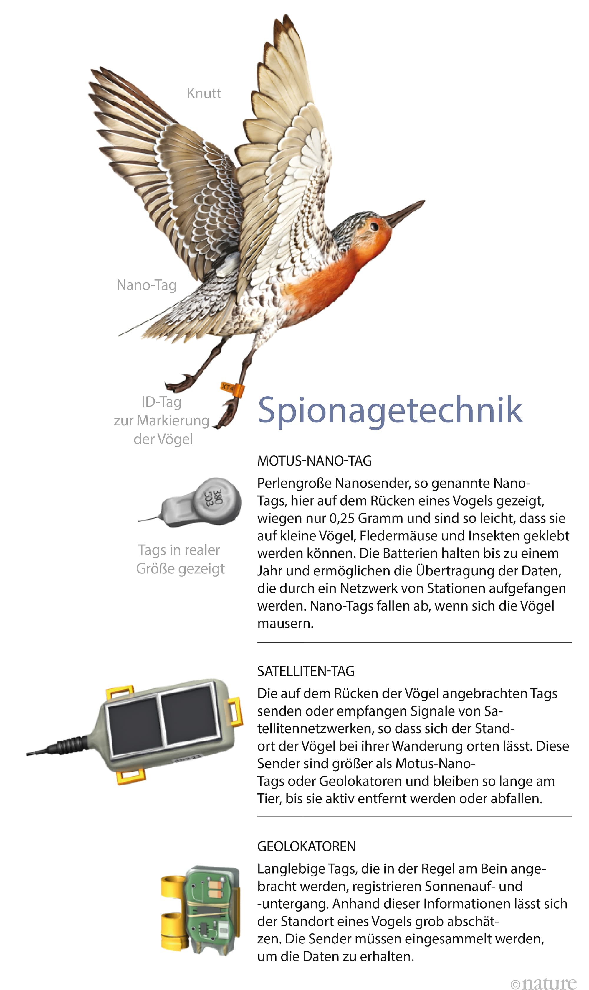 Winzigste Sender sollen über das Schicksal der Watvögel aufklären Winzigste Sender sollen über das Schicksal der Watvögel aufklären