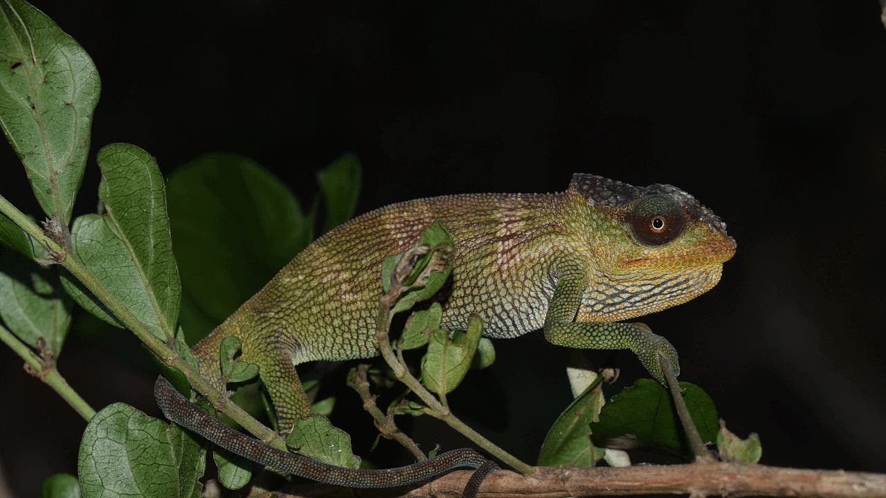 Artenvielfalt: Mosambiks mystische Wälder offenbaren neue Chamäleons