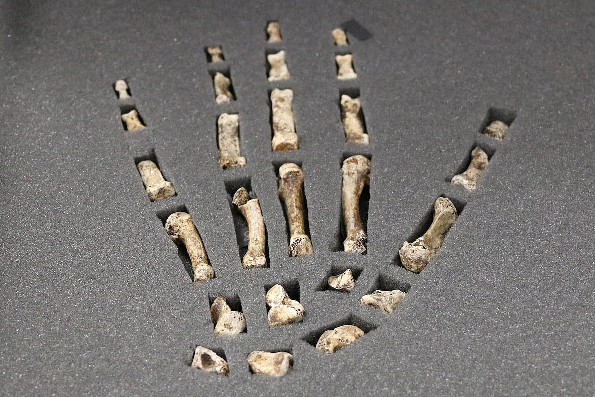 Die Hand des Homo naledi – eine der vollständigsten Handknochenfunde, die von einer ausgestorbenen menschlichen Spezies erhalten sind. Die Hand des Homo naledi – eine der vollständigsten Handknochenfunde, die von einer ausgestorbenen menschlichen Spezies erhalten sind.