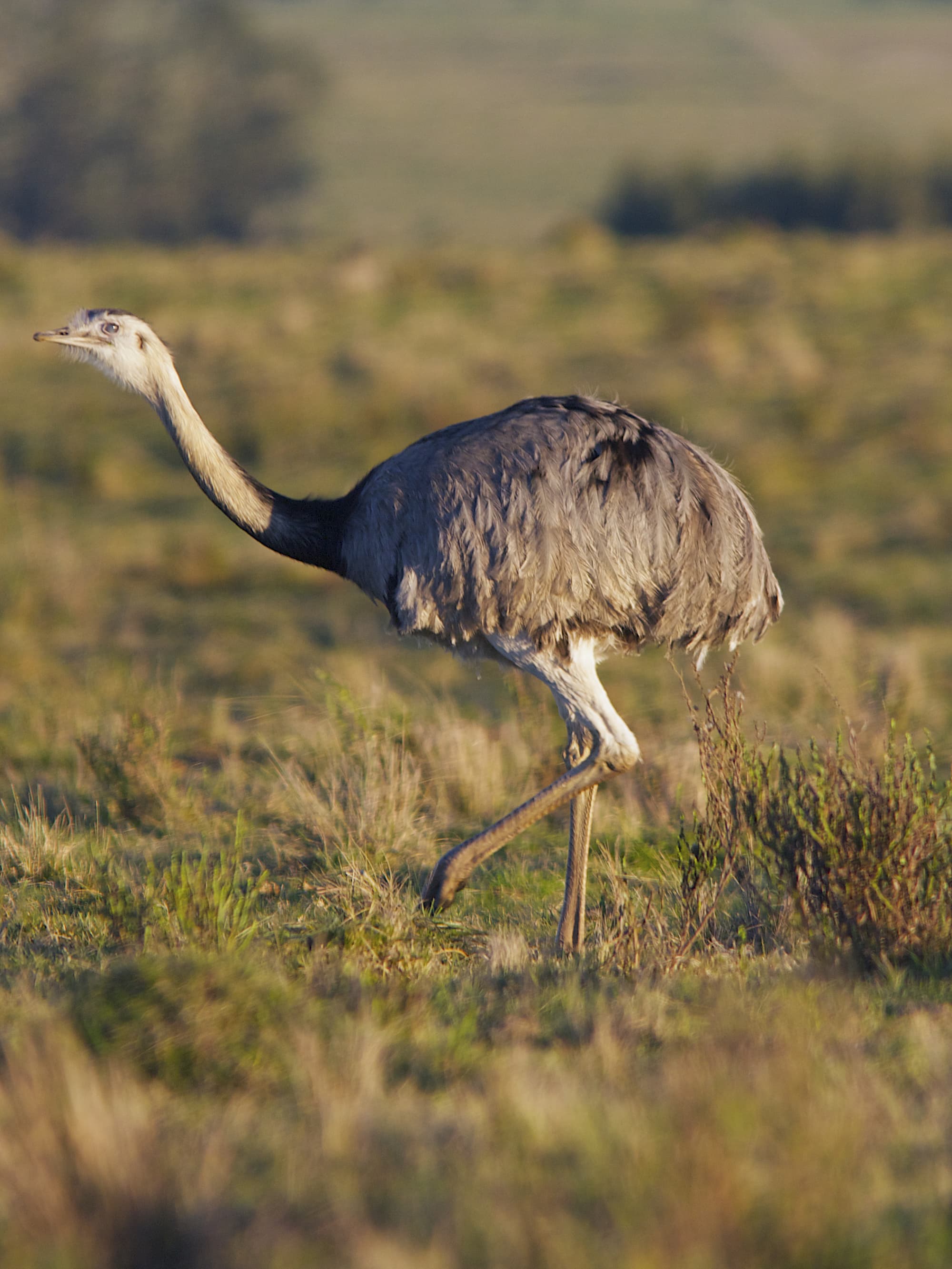 Ein Nandu in seinem natürlichen Habitat in Uruguay. Ein Nandu in seinem natürlichen Habitat in Uruguay.