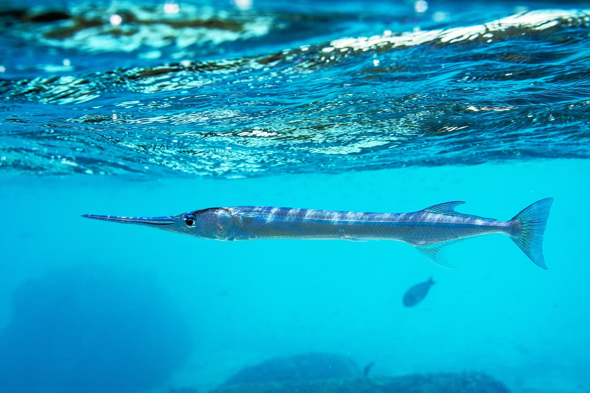 Hornhecht – er kann Schwimmer tödlich durchbohren Hornhecht – er kann Schwimmer tödlich durchbohren