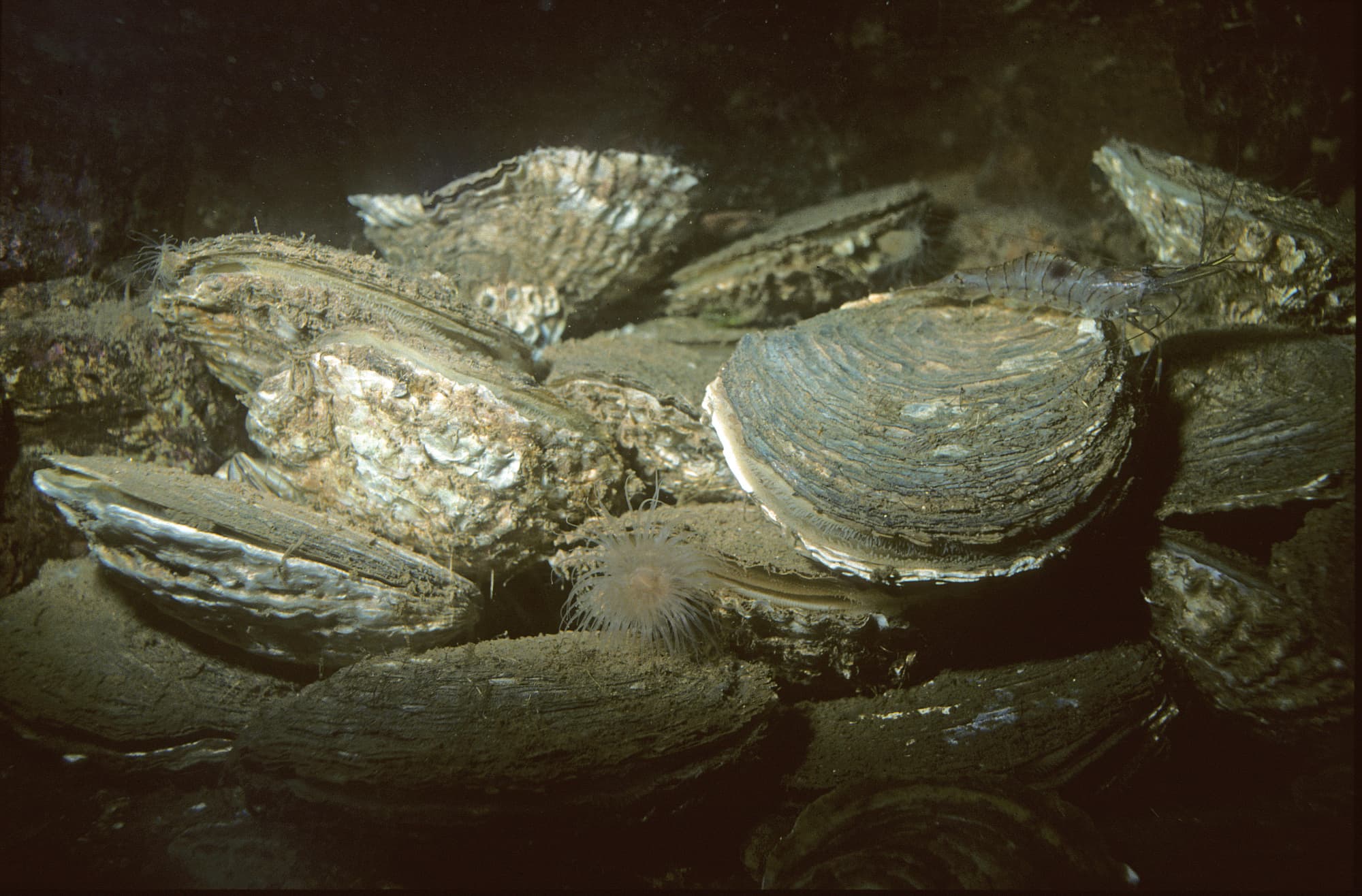 Europäische Austern bildeten einst die »Riffe der Nordsee« Europäische Austern bildeten einst die »Riffe der Nordsee«