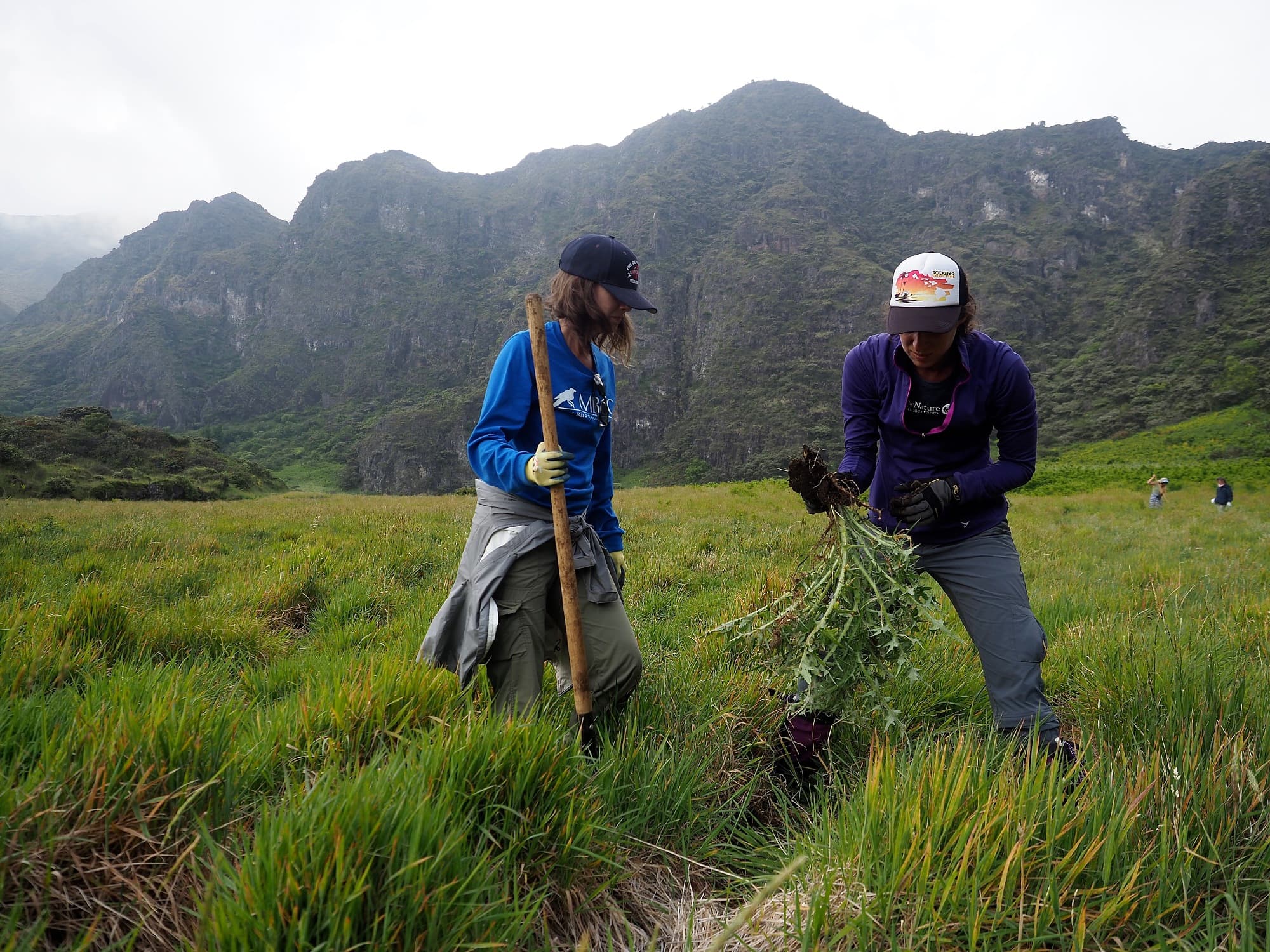 Invasive Pflanzen wie diese Distel der Art <em>Cirsium vulgare</em> werden auch schon mal von den Forschern mit der Hand ausgerissen und vernichtet. Invasive Pflanzen wie diese Distel der Art <em>Cirsium vulgare</em> werden auch schon mal von den Forschern mit der Hand ausgerissen und vernichtet.