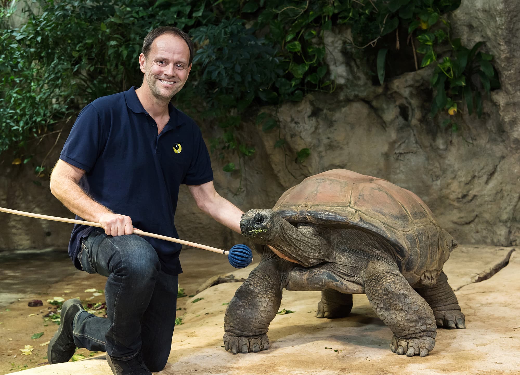 Riesenschildkröte während des Experiments Riesenschildkröte während des Experiments