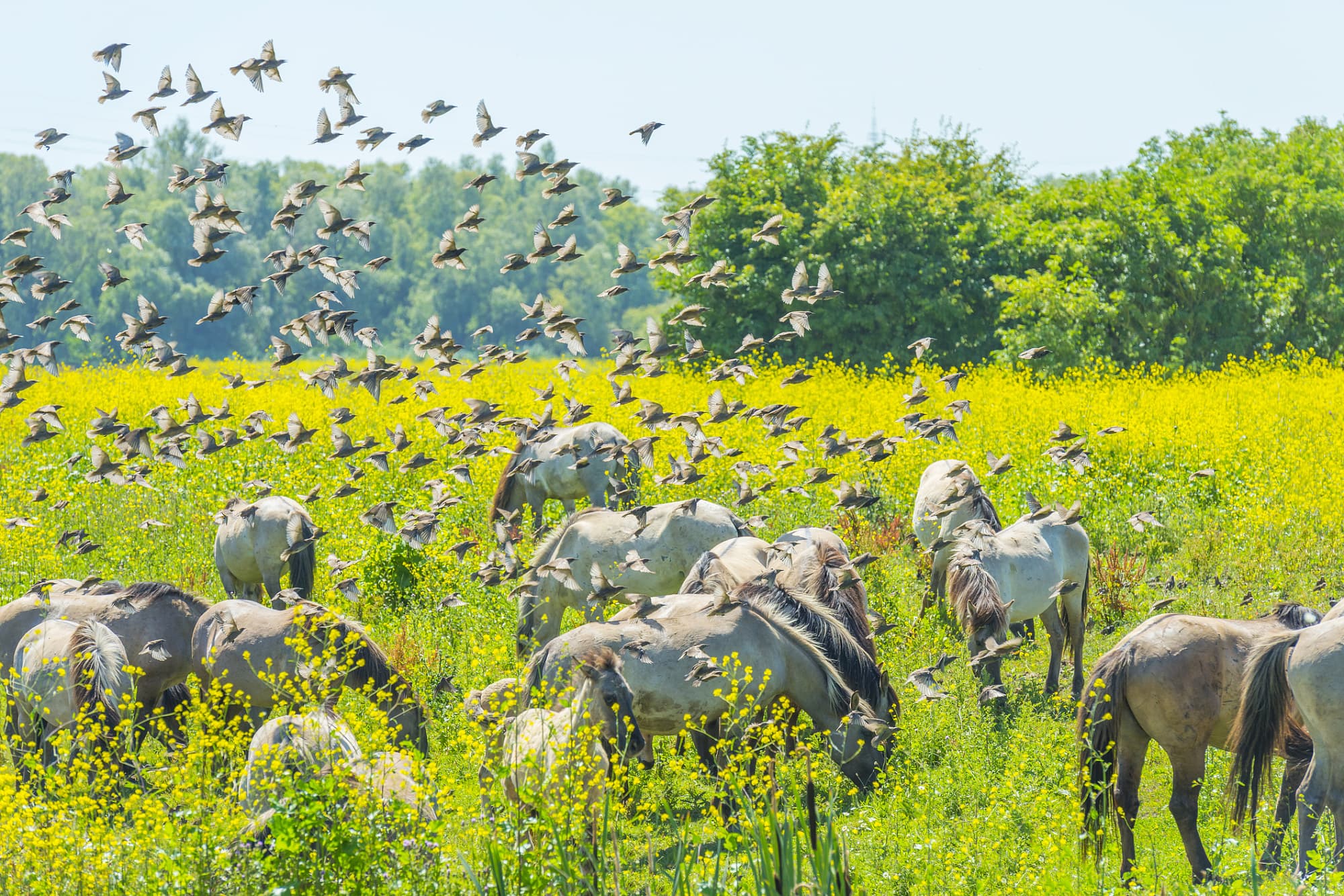 Pferde und Vögel Pferde und Vögel