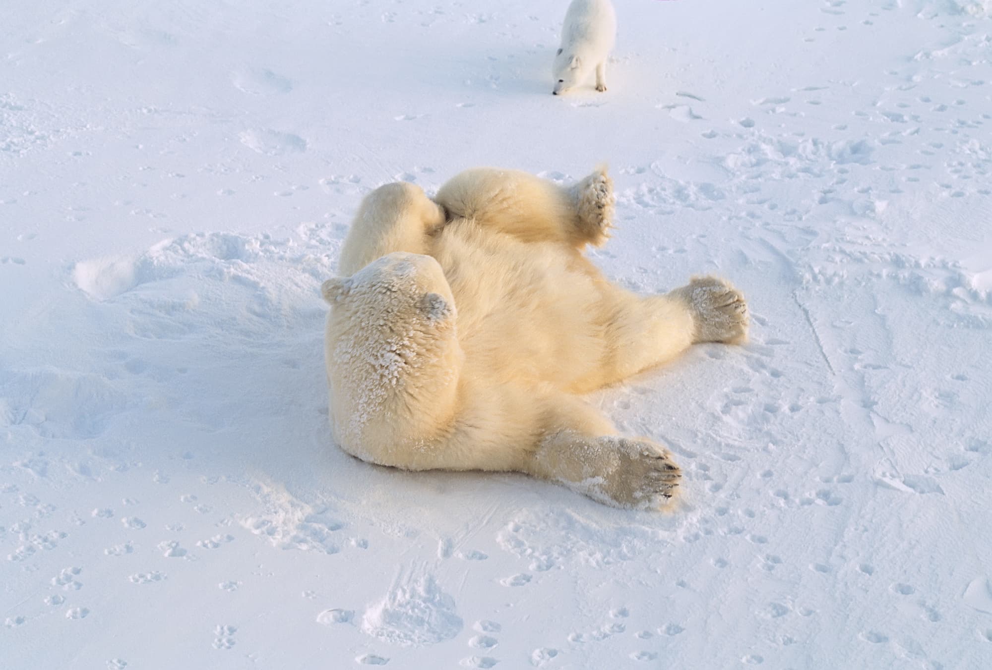 Polarfüchse und Eisbären bilden ein ungewöhnliches Tandem Polarfüchse und Eisbären bilden ein ungewöhnliches Tandem