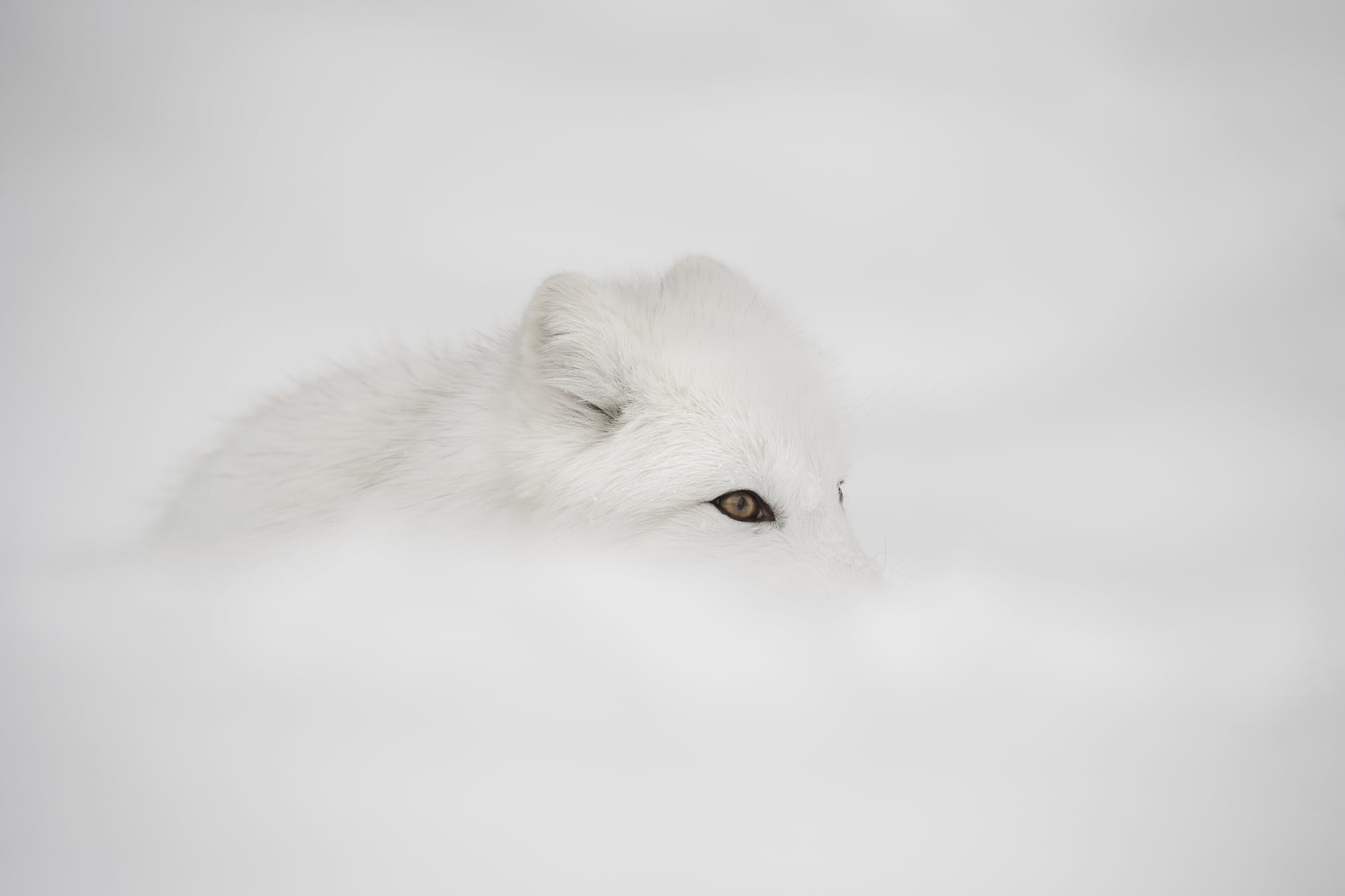 8 Polarfuchs – Pionier im hohen Norden 8 Polarfuchs – Pionier im hohen Norden