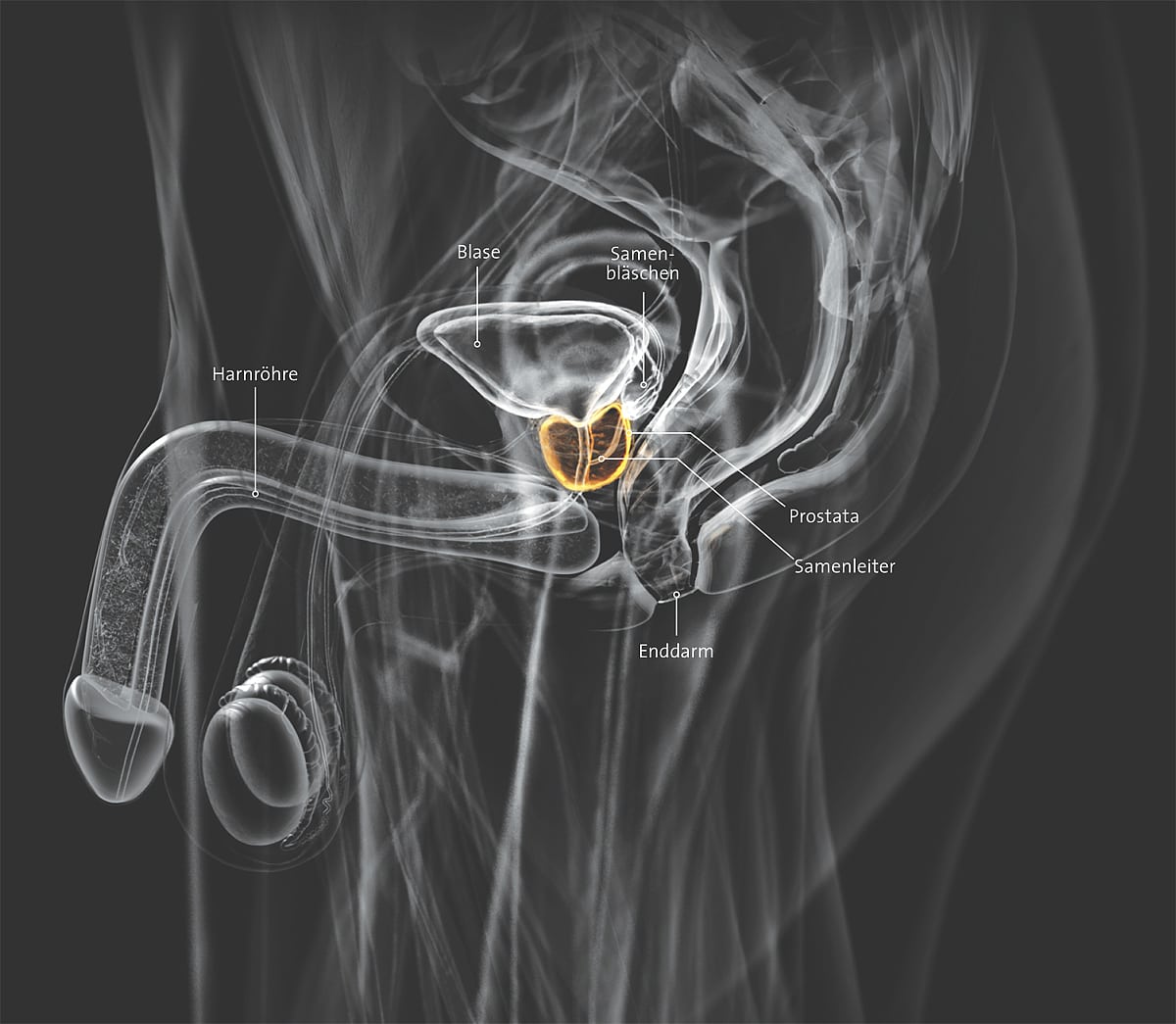 Prostata Prostata