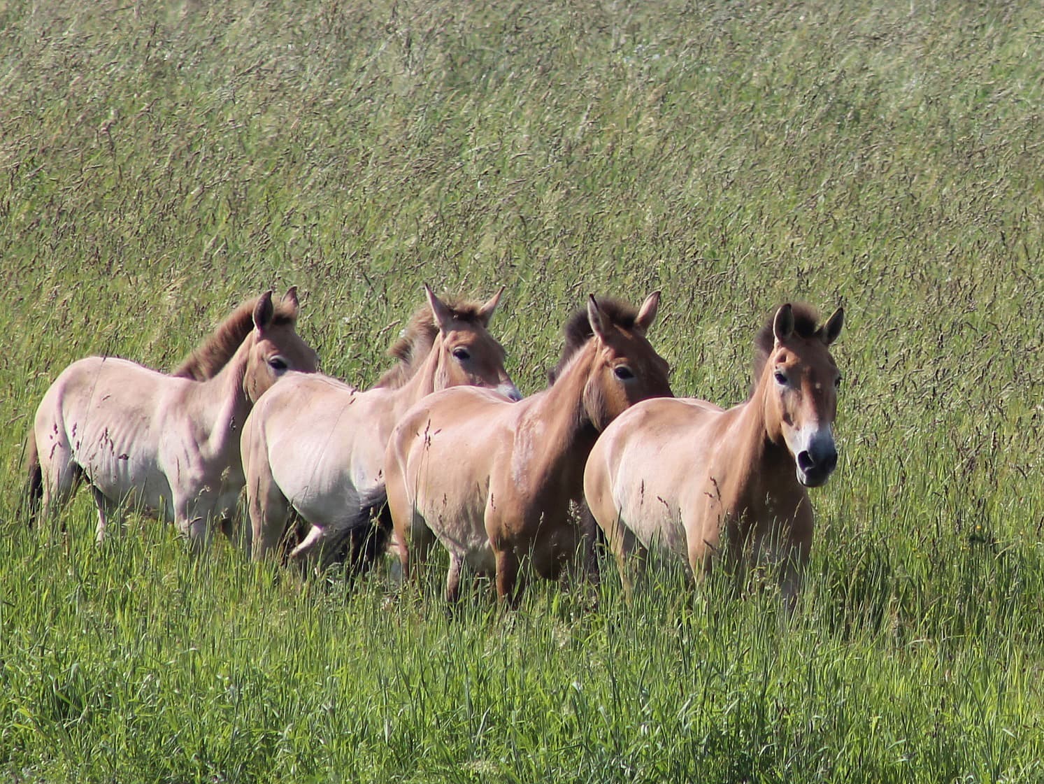Przewalski-Wildpferde Przewalski-Wildpferde