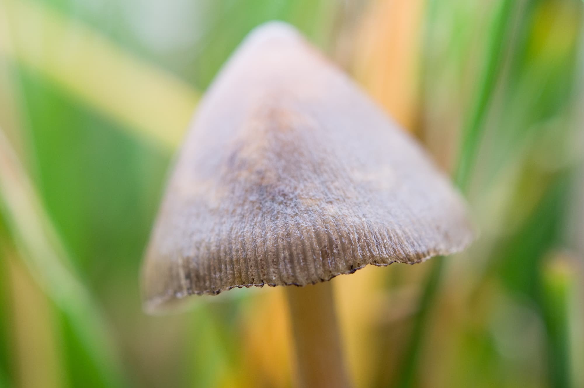6 Spitzkegeliger Kahlkopf – Rausch aus dem Wald 6 Spitzkegeliger Kahlkopf – Rausch aus dem Wald