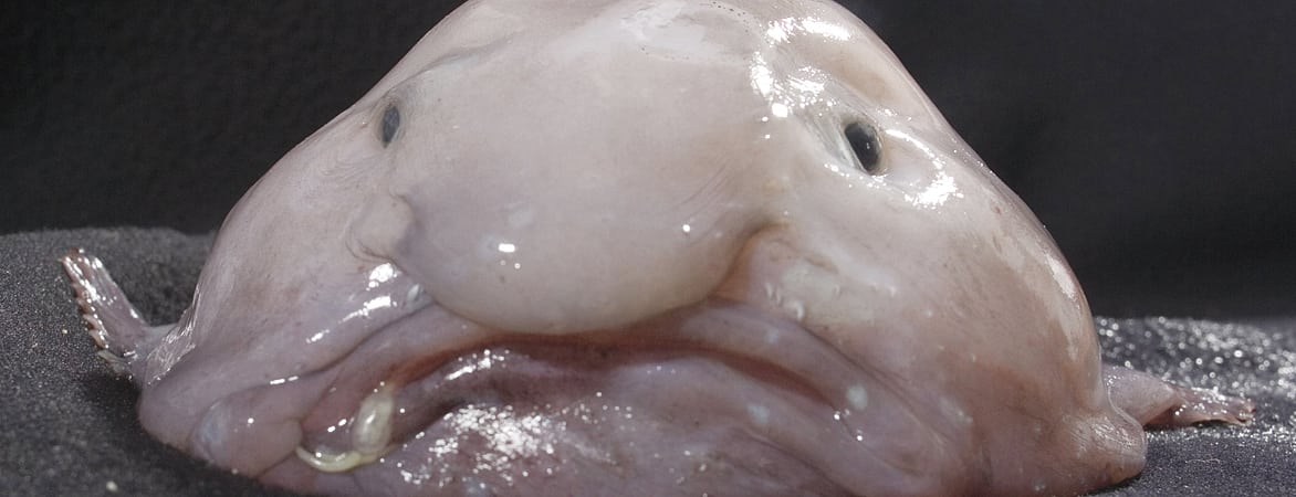 Der Blobfisch Der Blobfisch
