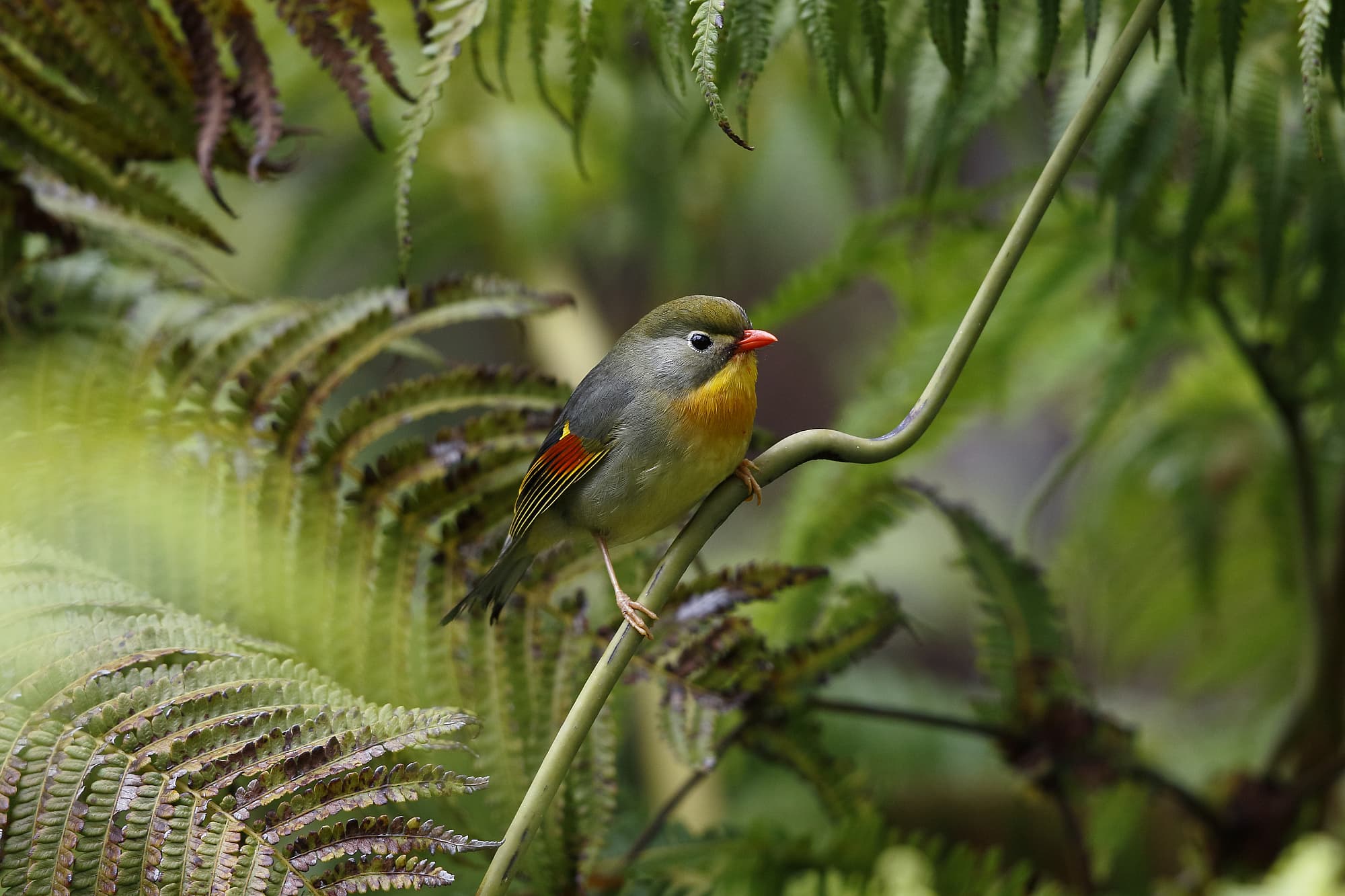 Sonnenvogel Sonnenvogel