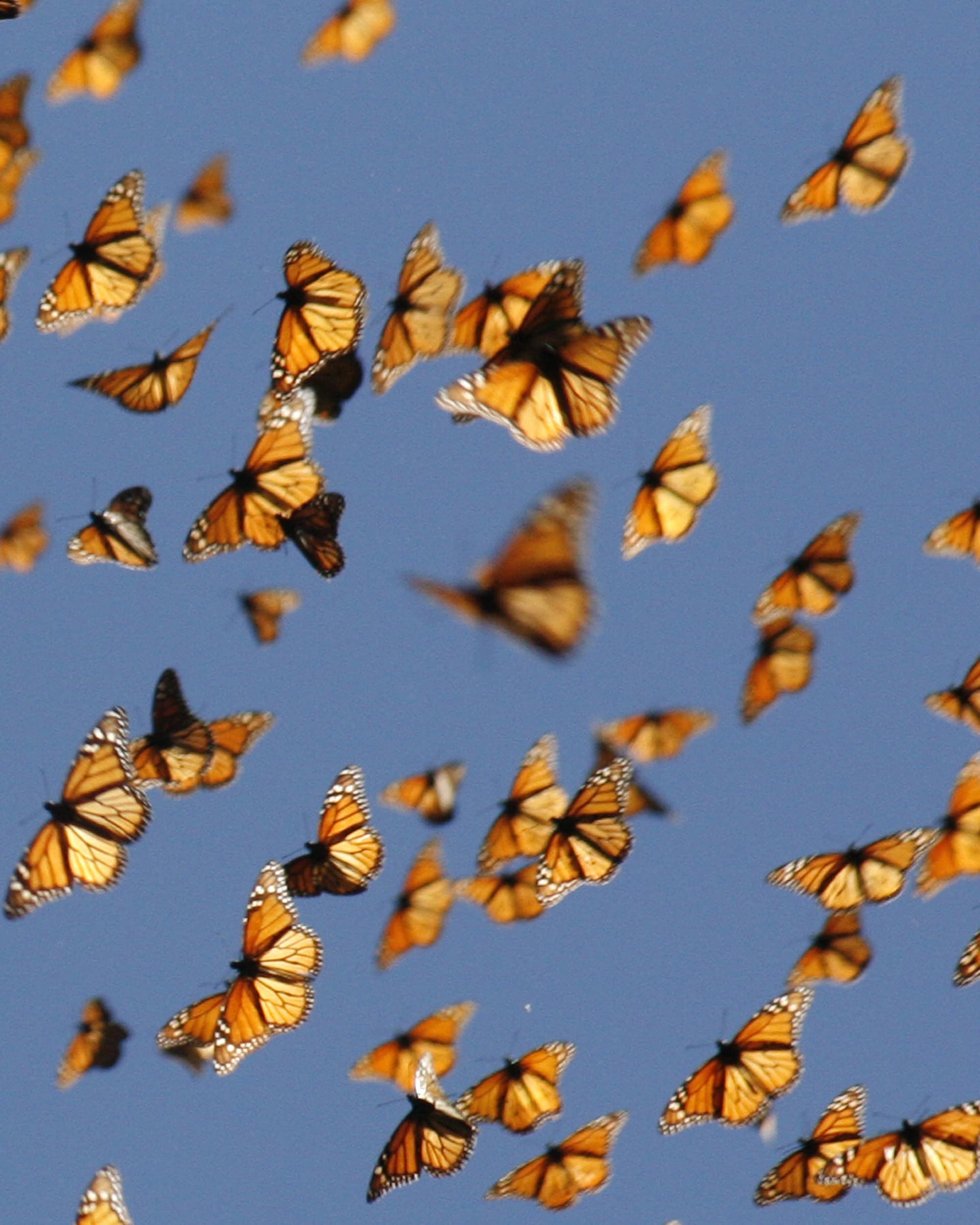 Monarchfalterschwarm Monarchfalterschwarm
