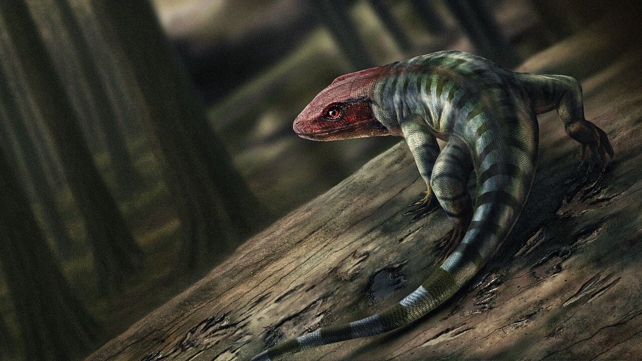 Fossile Fußspuren: Reptilien traten viel früher auf als gedacht