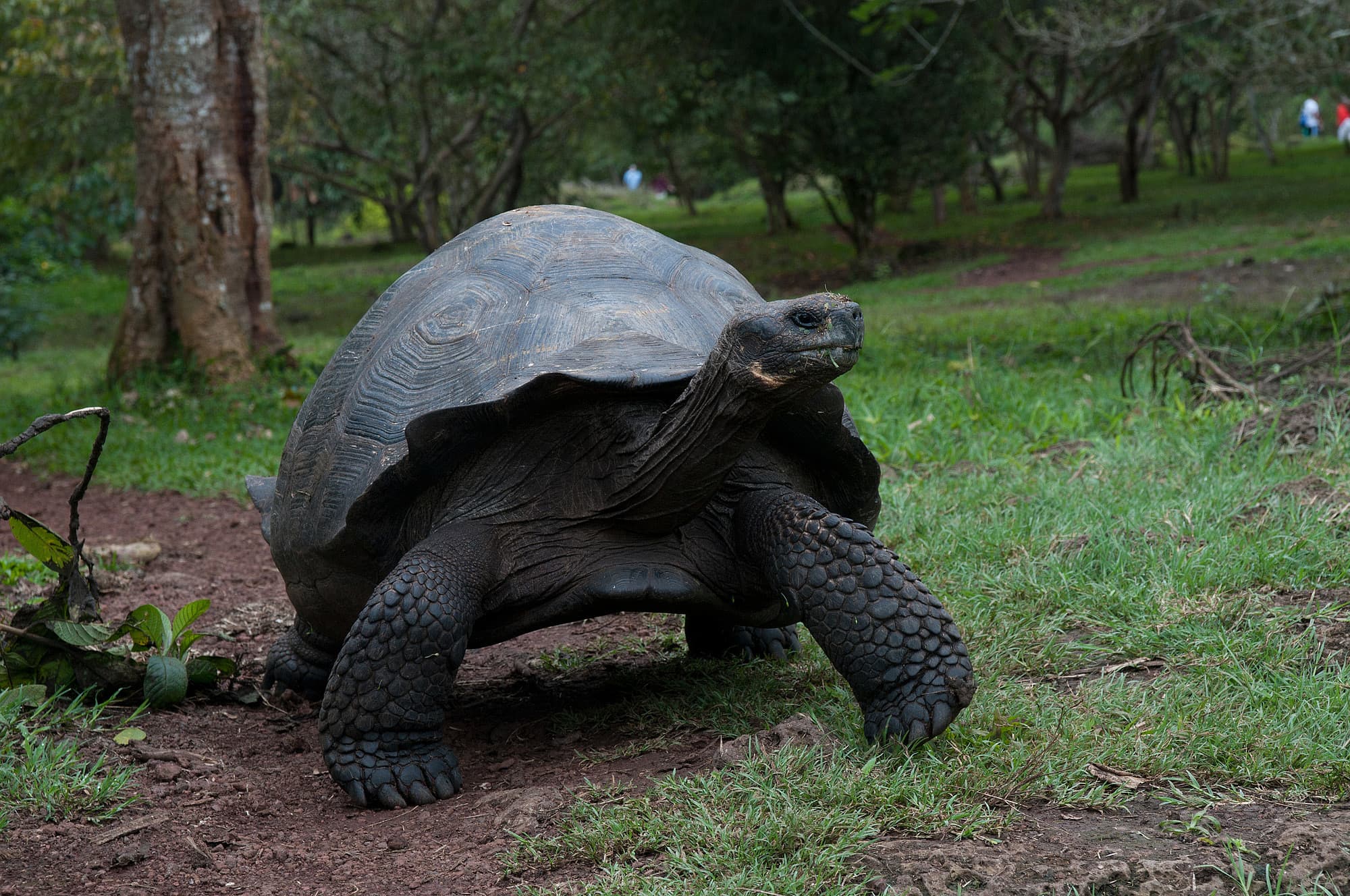 Schildkröte auf Wanderschaft Schildkröte auf Wanderschaft
