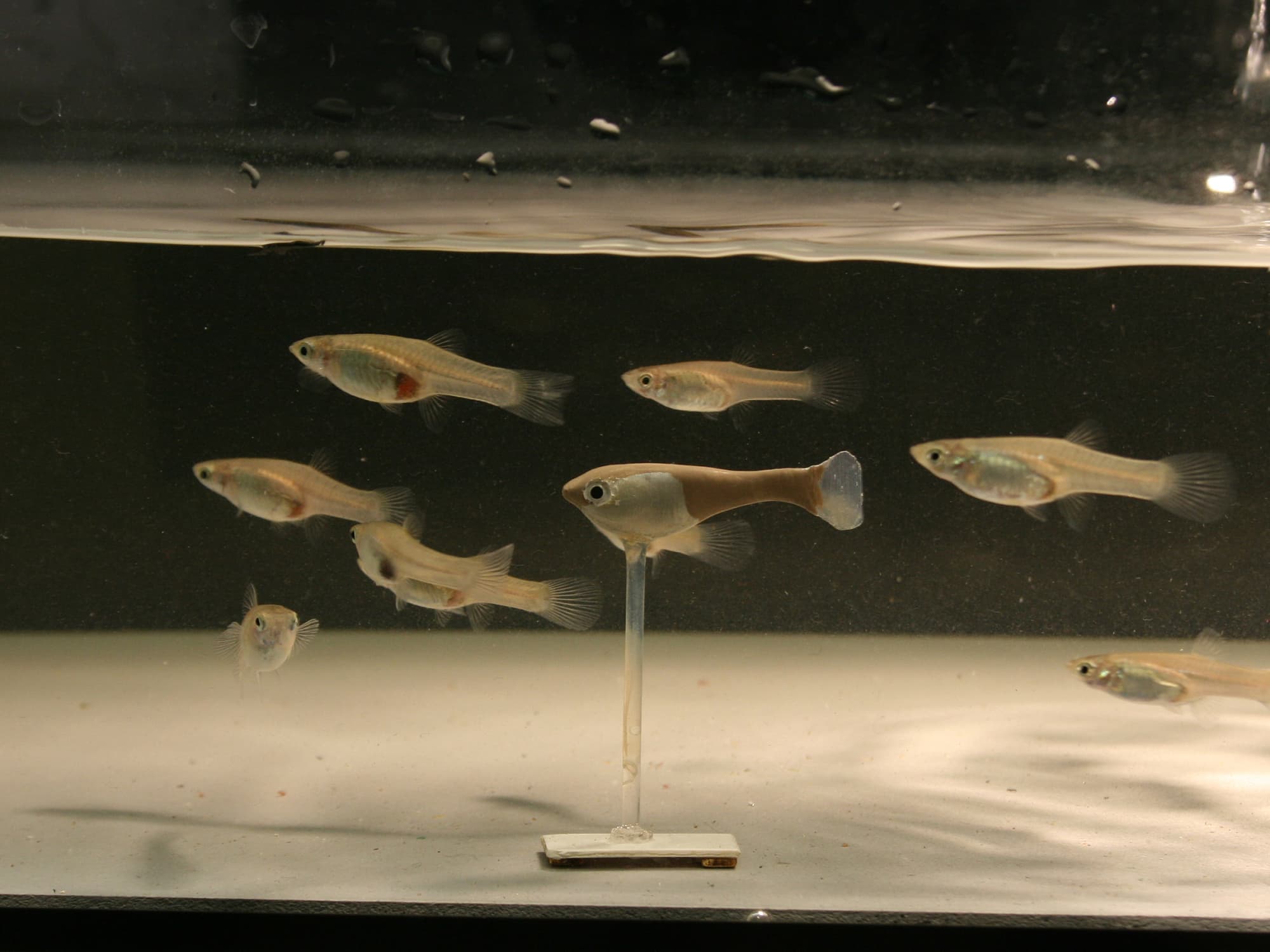 Mehrere Guppys um eine auf einem Stativ befestigte, recht realistisch aussehende Guppy-Attrappe. Eine Szene wie in einem Gary-Larson-Cartoon. Caption This! Mehrere Guppys um eine auf einem Stativ befestigte, recht realistisch aussehende Guppy-Attrappe. Eine Szene wie in einem Gary-Larson-Cartoon. Caption This!