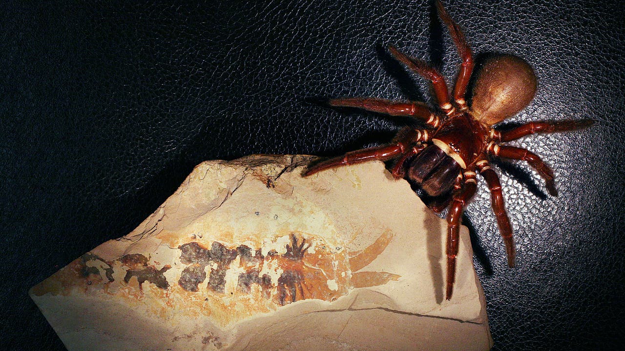 Bilder der Woche: 500 Millionen Jahre alte Urspinne entdeckt