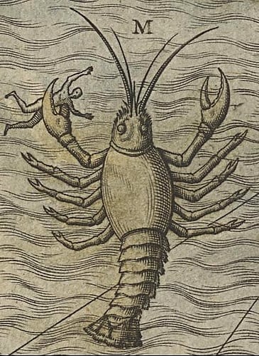 Krakenkrebs Krakenkrebs
