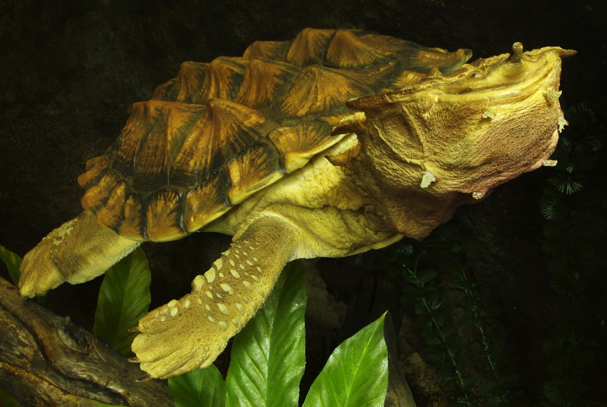 Fransenschildkröte Fransenschildkröte