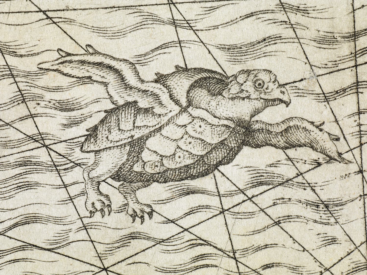Flugschildkröte Flugschildkröte