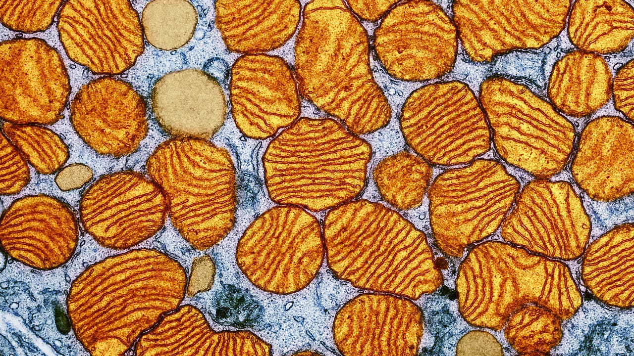 Zellbiologie: Die Macht der Mitochondrien