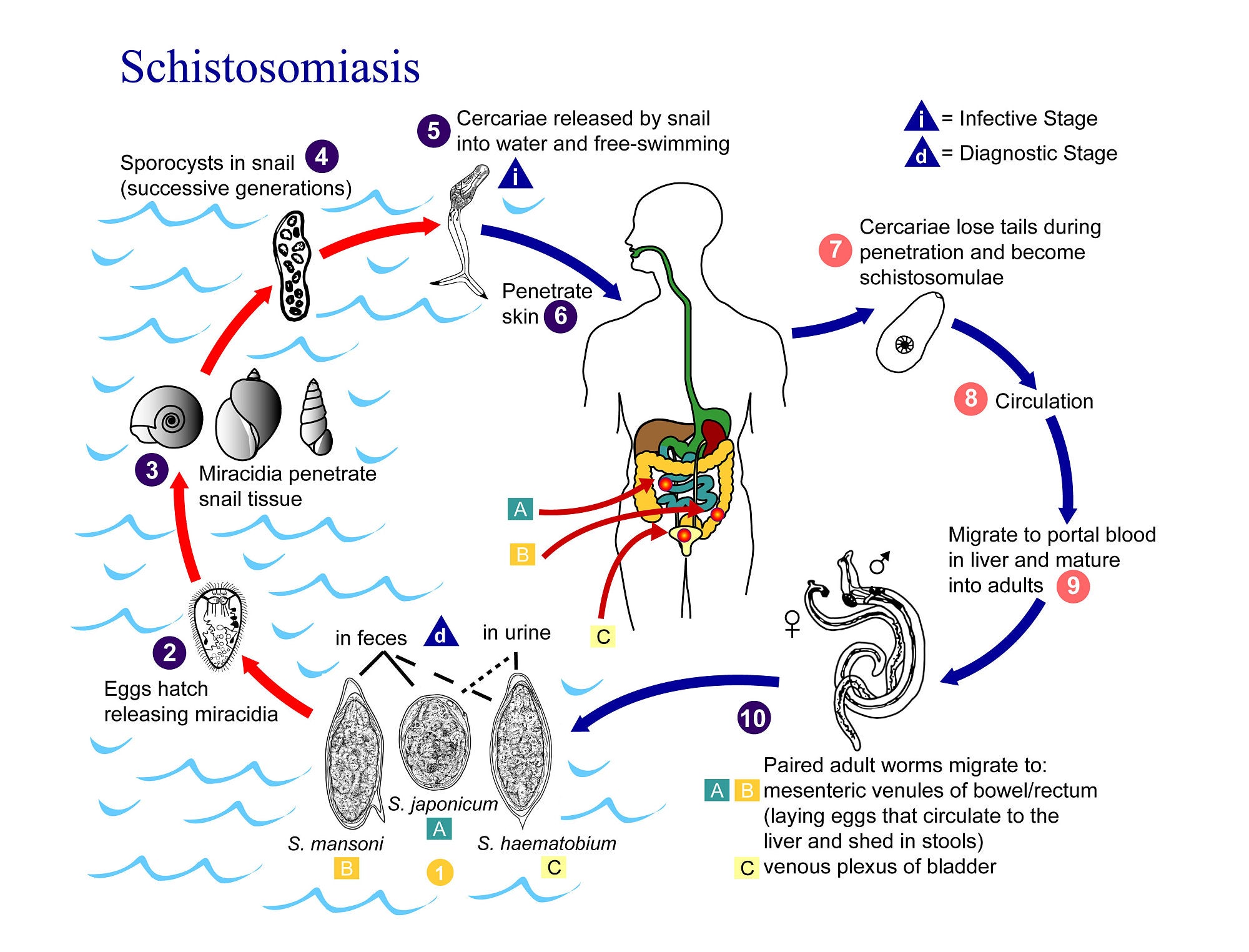 Parasitose Aus Dem Suden Tropenparasit Kann Sich In Europa Halten Spektrum Der Wissenschaft