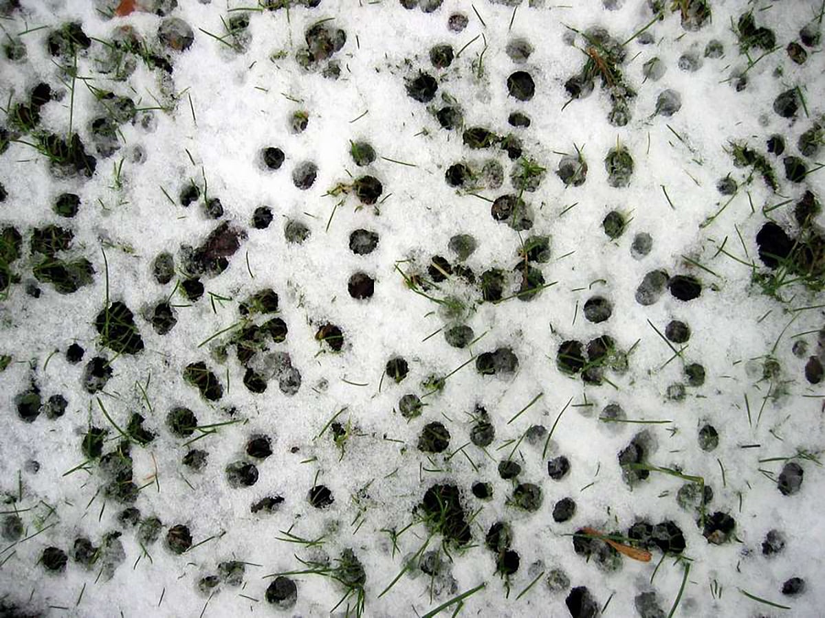 Regen auf Schnee Regen auf Schnee