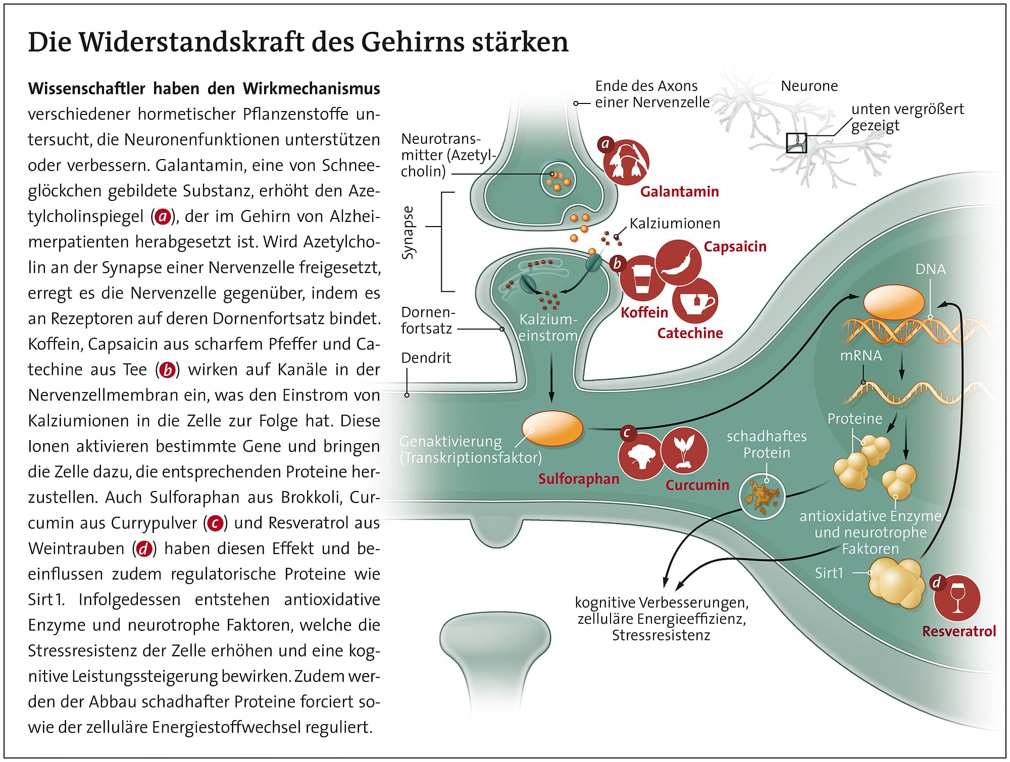 Wirkmechanismus veschiedener hormetischer Pflanzenstoffe Wirkmechanismus veschiedener hormetischer Pflanzenstoffe