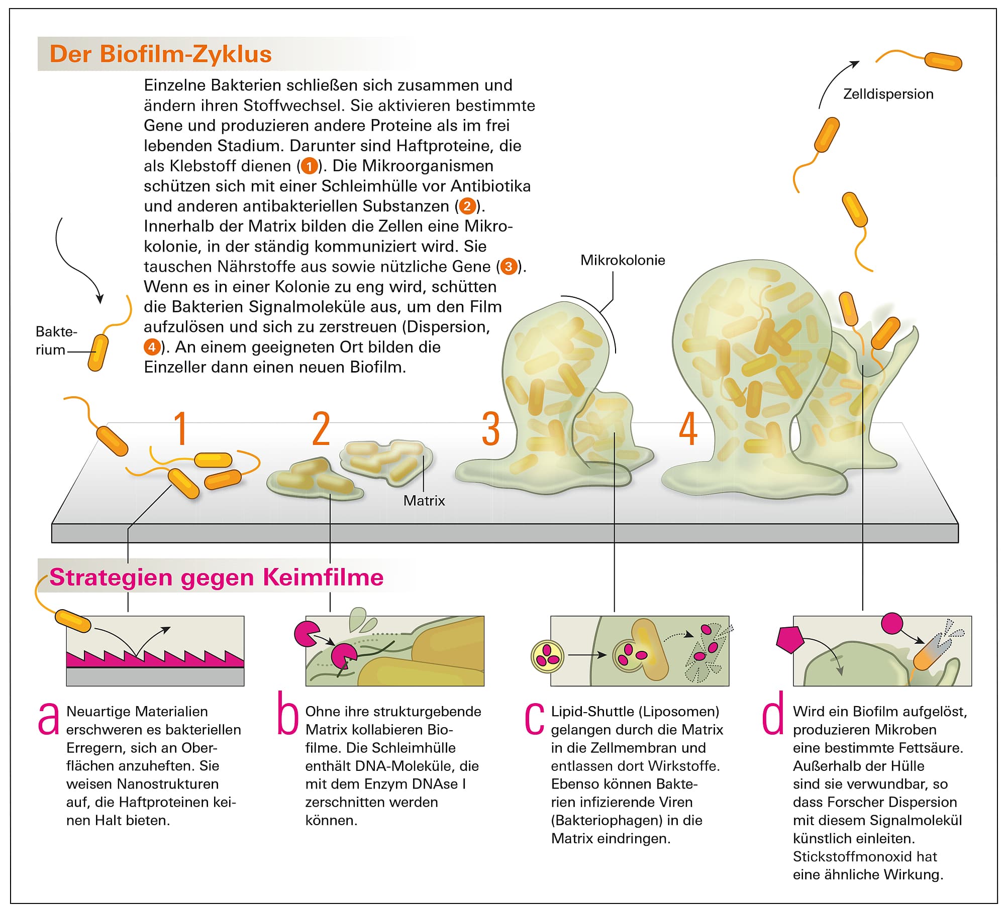Wie Biofilme entstehen – und wie man sie bekämpfen kann Wie Biofilme entstehen – und wie man sie bekämpfen kann