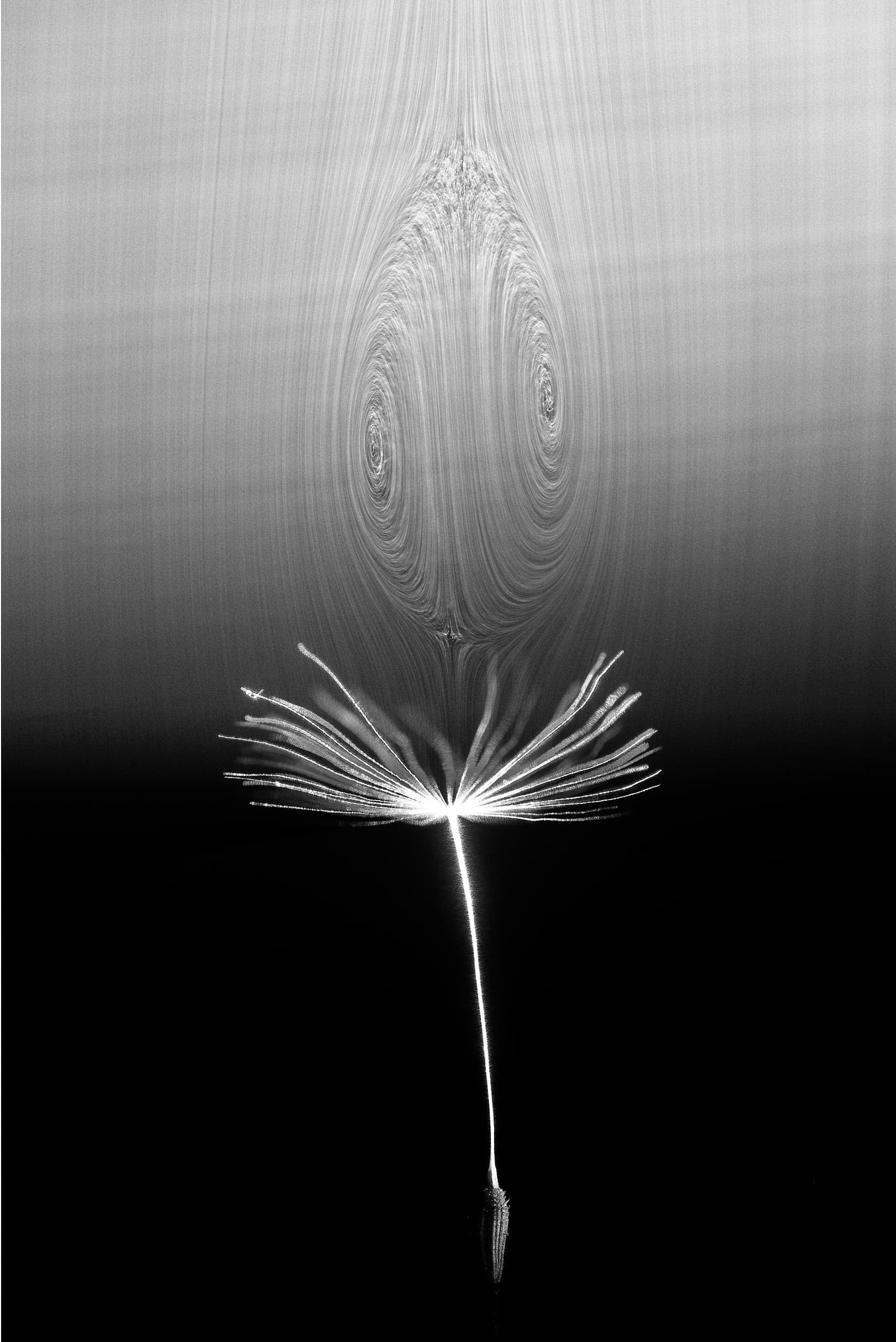 Pappus Pappus