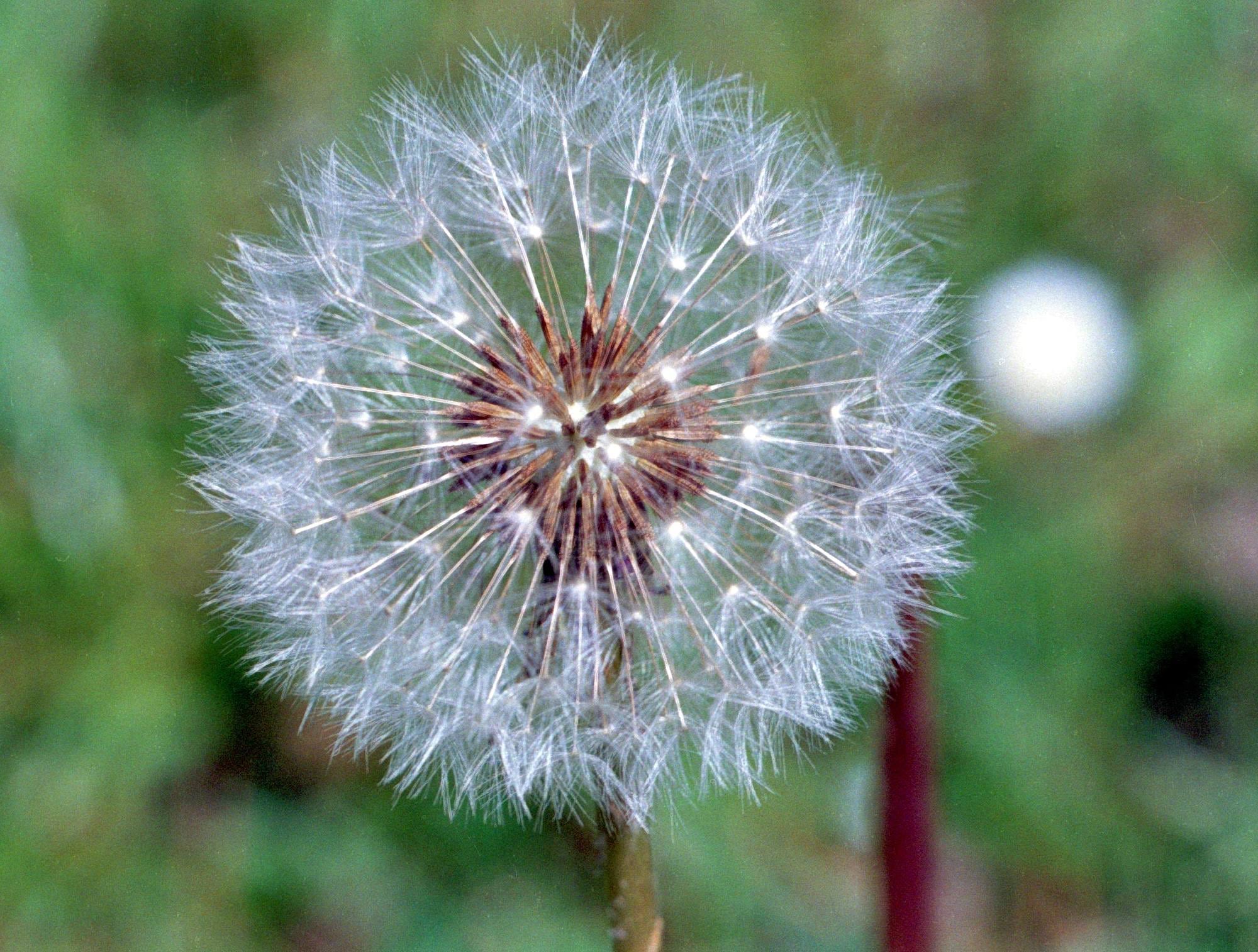 Pusteblume Pusteblume