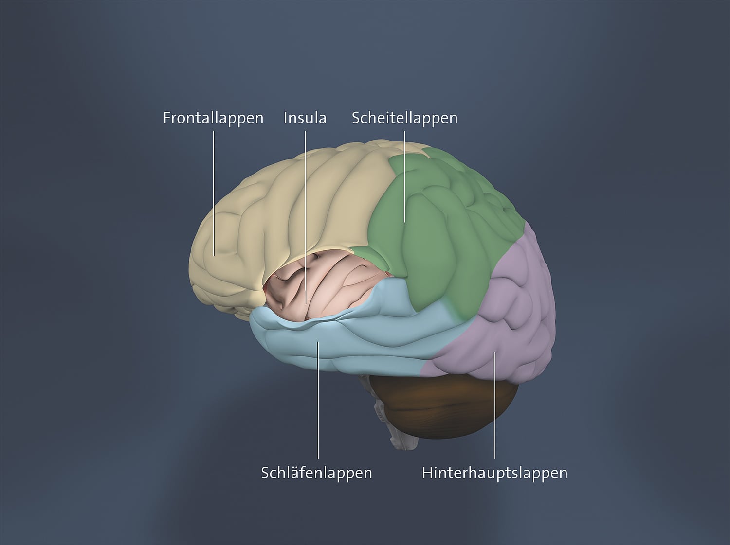 Hirn-Zeitwahrnehmung Hirn-Zeitwahrnehmung