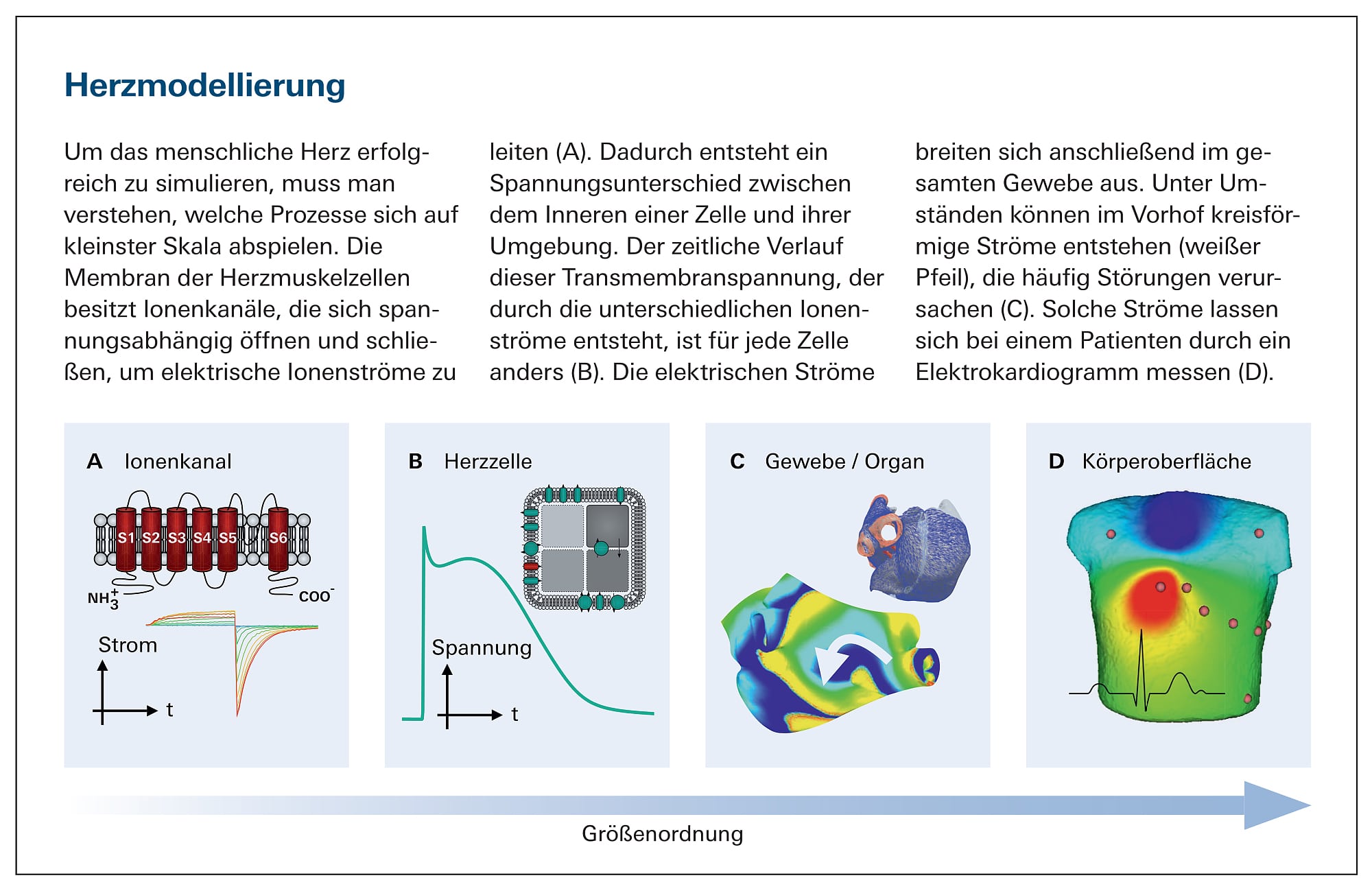 Herzmodellierung Herzmodellierung