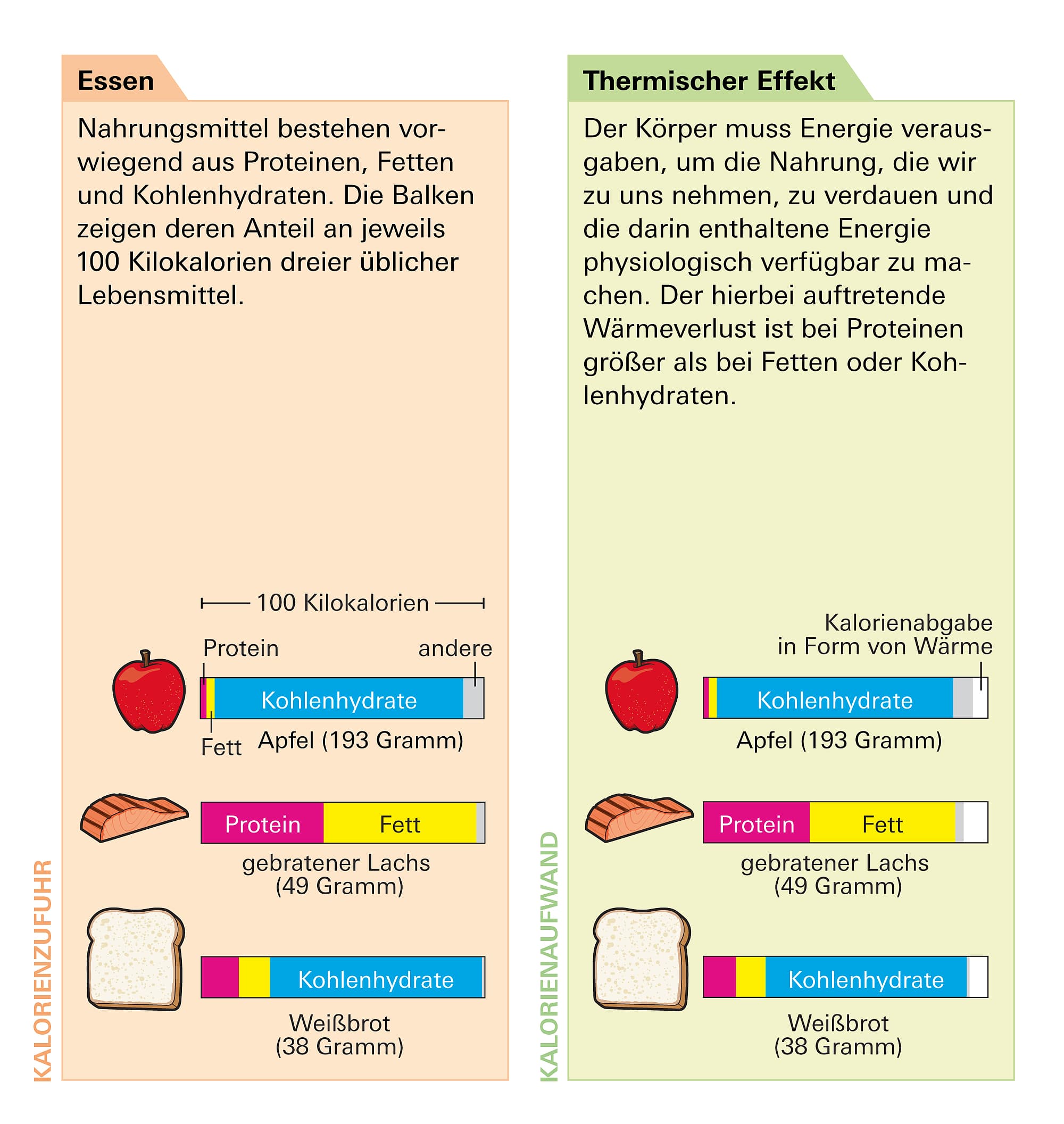 Kalorienzufuhr und Kalorienaufwand Kalorienzufuhr und Kalorienaufwand