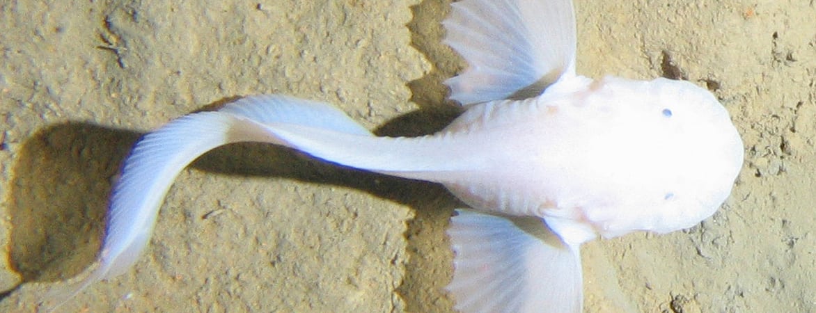 Scheibenbauchfisch in der Tiefsee Scheibenbauchfisch in der Tiefsee