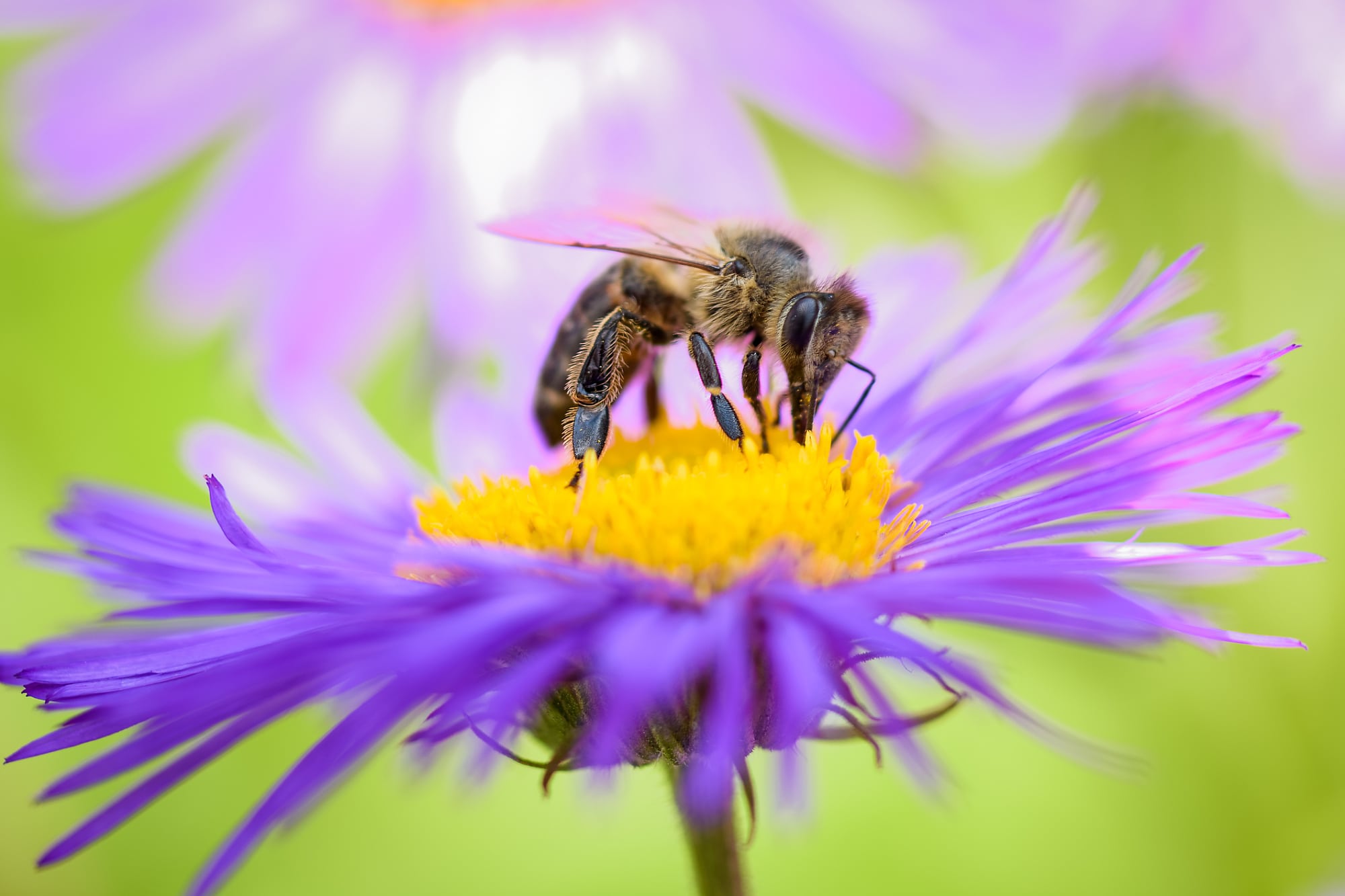 Biene auf Blüte Biene auf Blüte