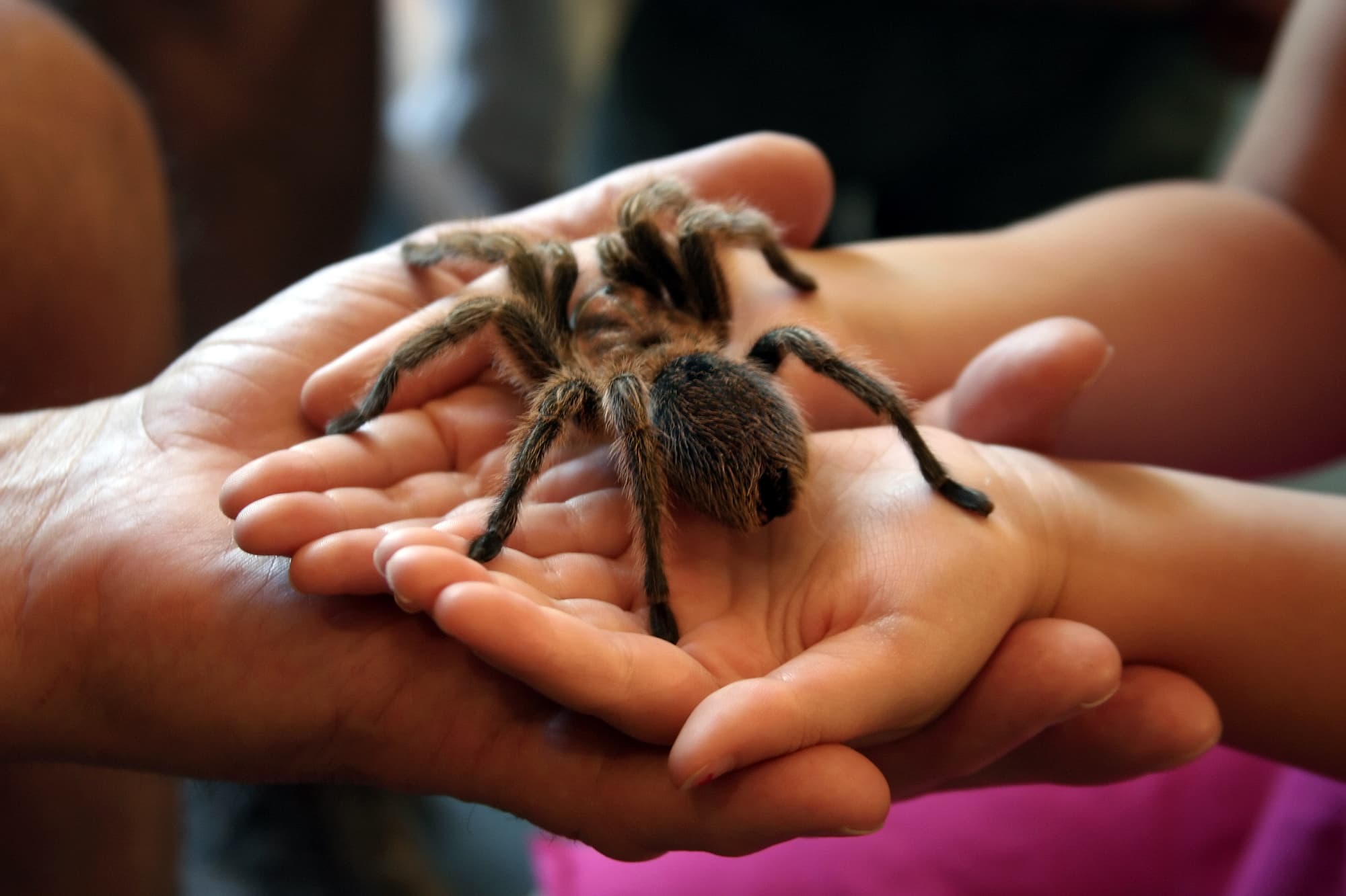 Vogelspinne auf Kinderhand Vogelspinne auf Kinderhand