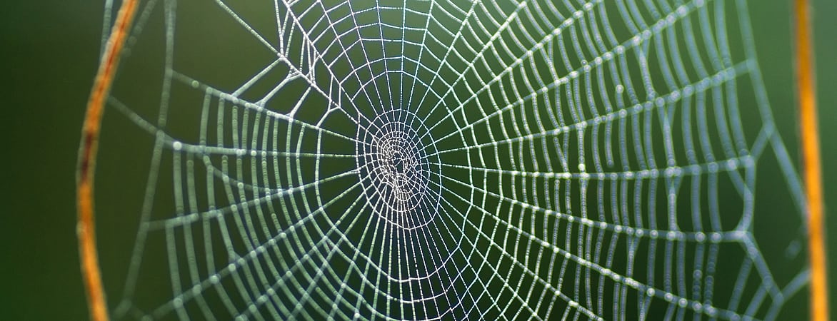 Netz einer Radnetzspinne mit morgendlichem Tau Netz einer Radnetzspinne mit morgendlichem Tau