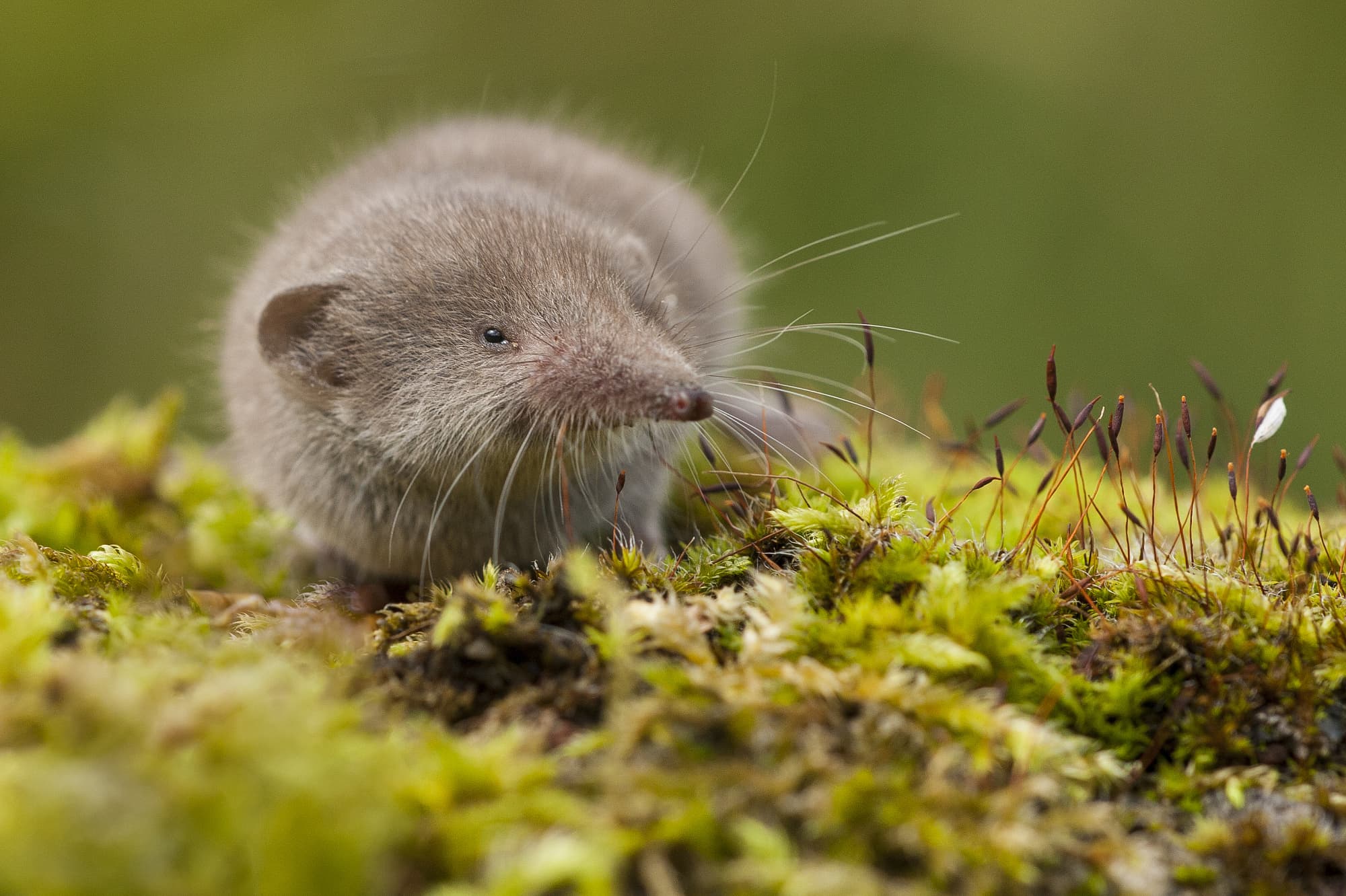 Spitzmaus – ja, auch sie besitzt Gift Spitzmaus – ja, auch sie besitzt Gift