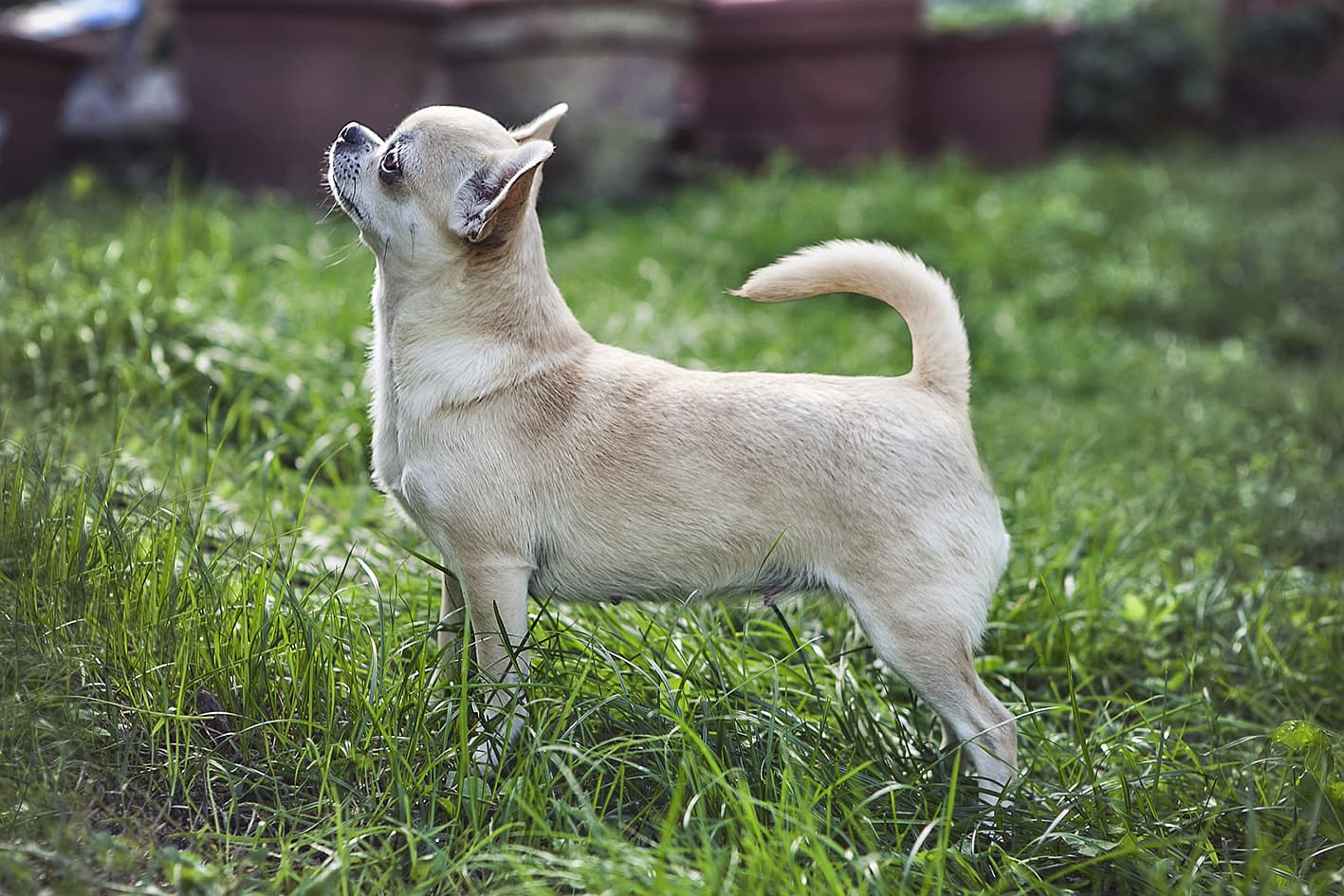 Domestikation: Kleine Hunde stammen aus dem Mittleren Osten - Spektrum