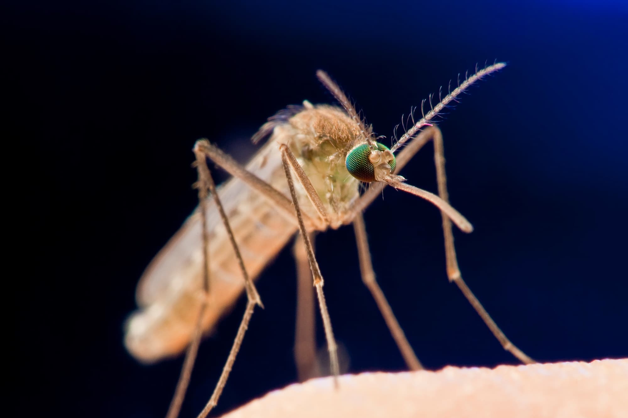 Stechmücke auf der Haut Stechmücke auf der Haut