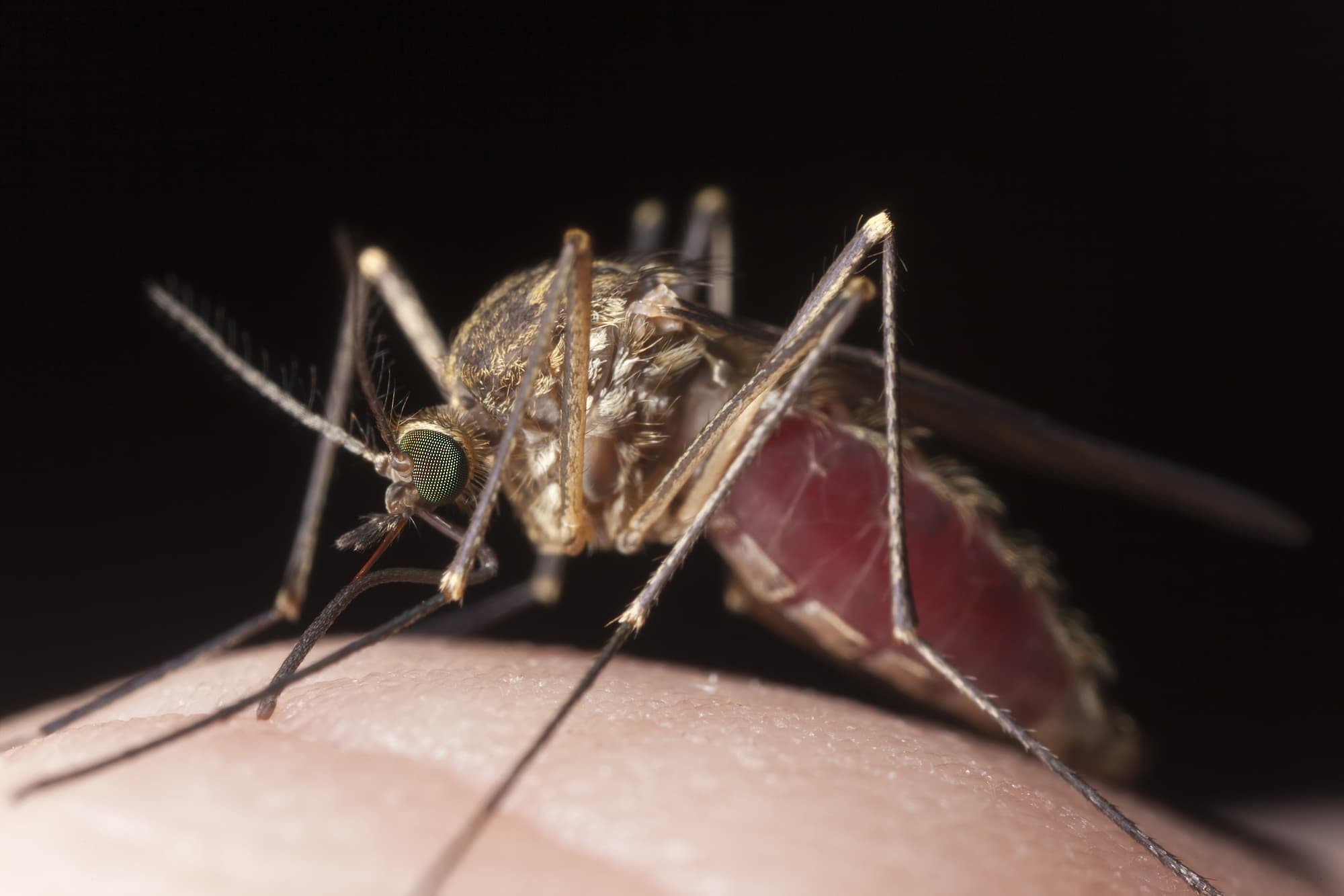 Stechmücke saugt Blut Stechmücke saugt Blut