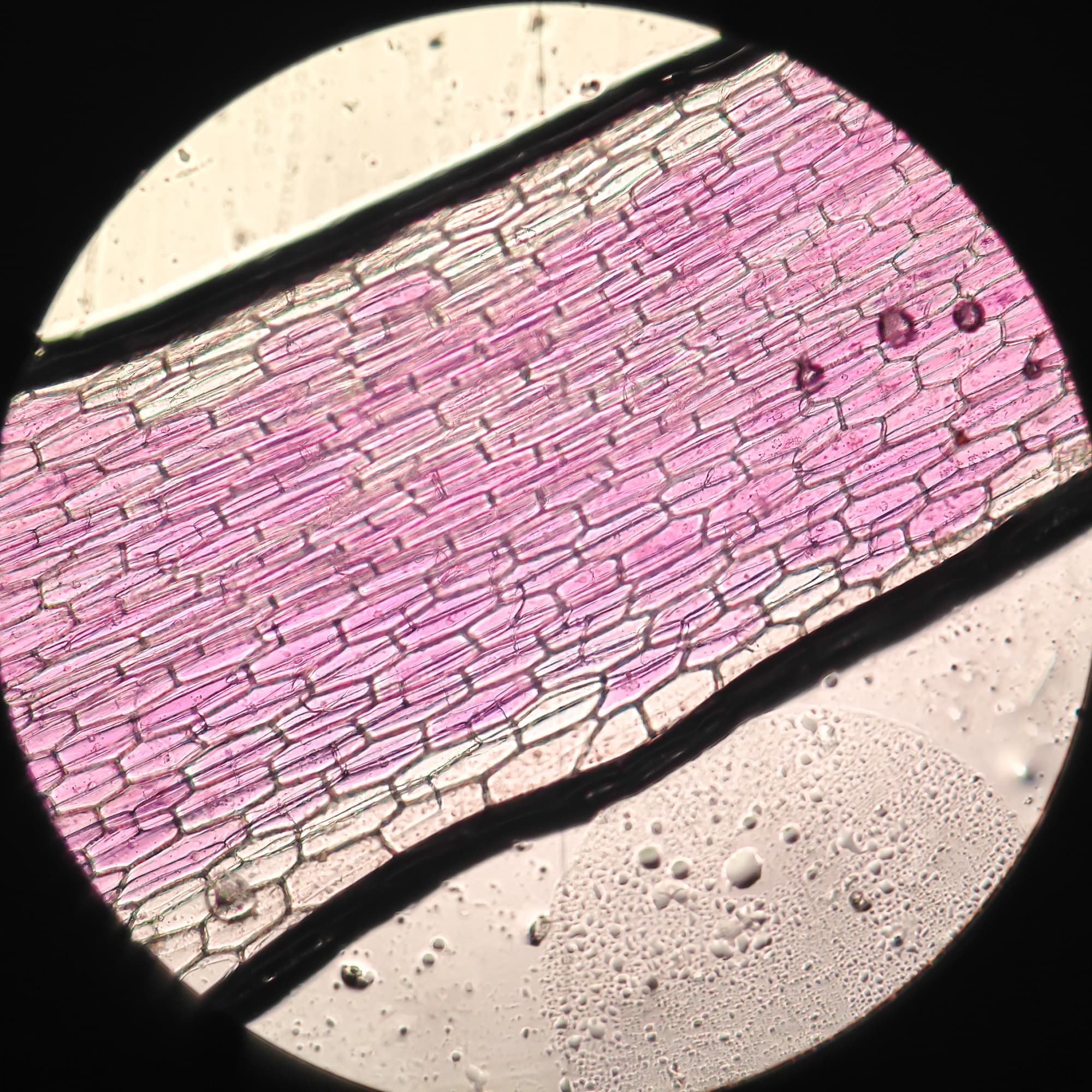 5. Endosymbiontentheorie, 1967 5. Endosymbiontentheorie, 1967