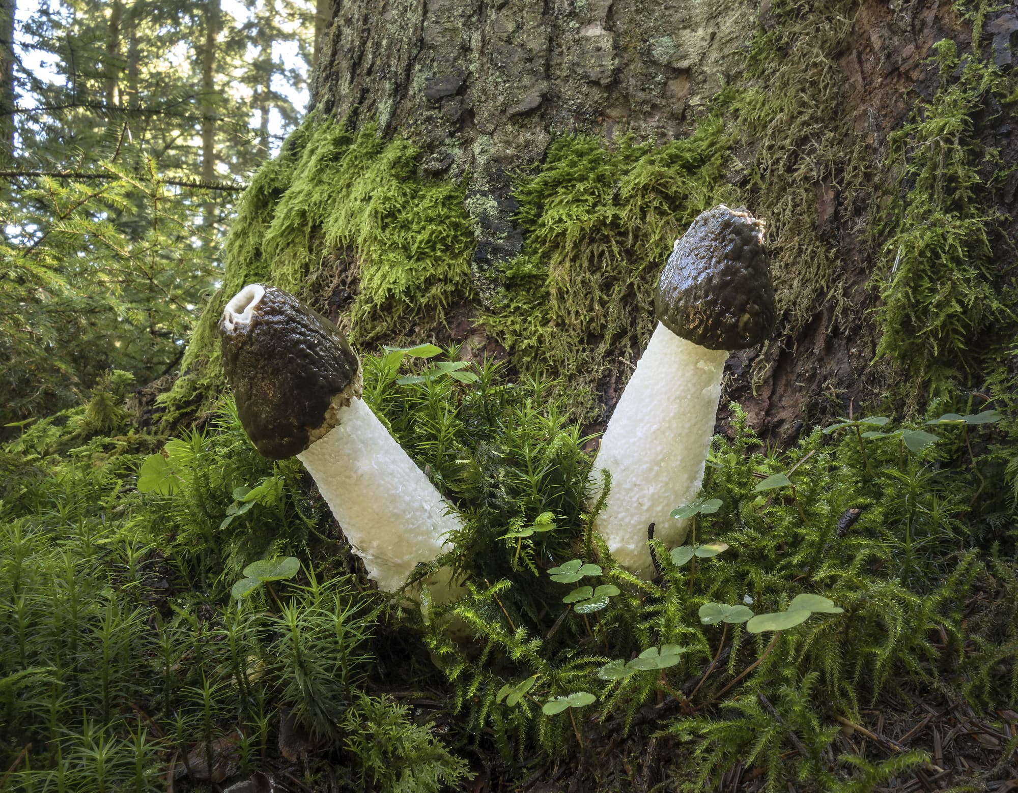 10 Gemeine Stinkmorchel – der Phallus unter den Pilzen 10 Gemeine Stinkmorchel – der Phallus unter den Pilzen