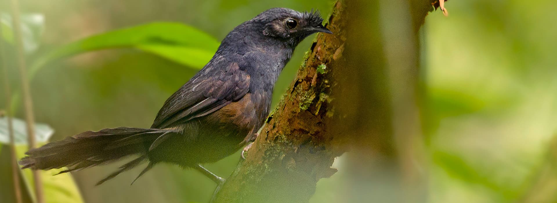 Nördlicher Stirnhaubentapaculo Nördlicher Stirnhaubentapaculo